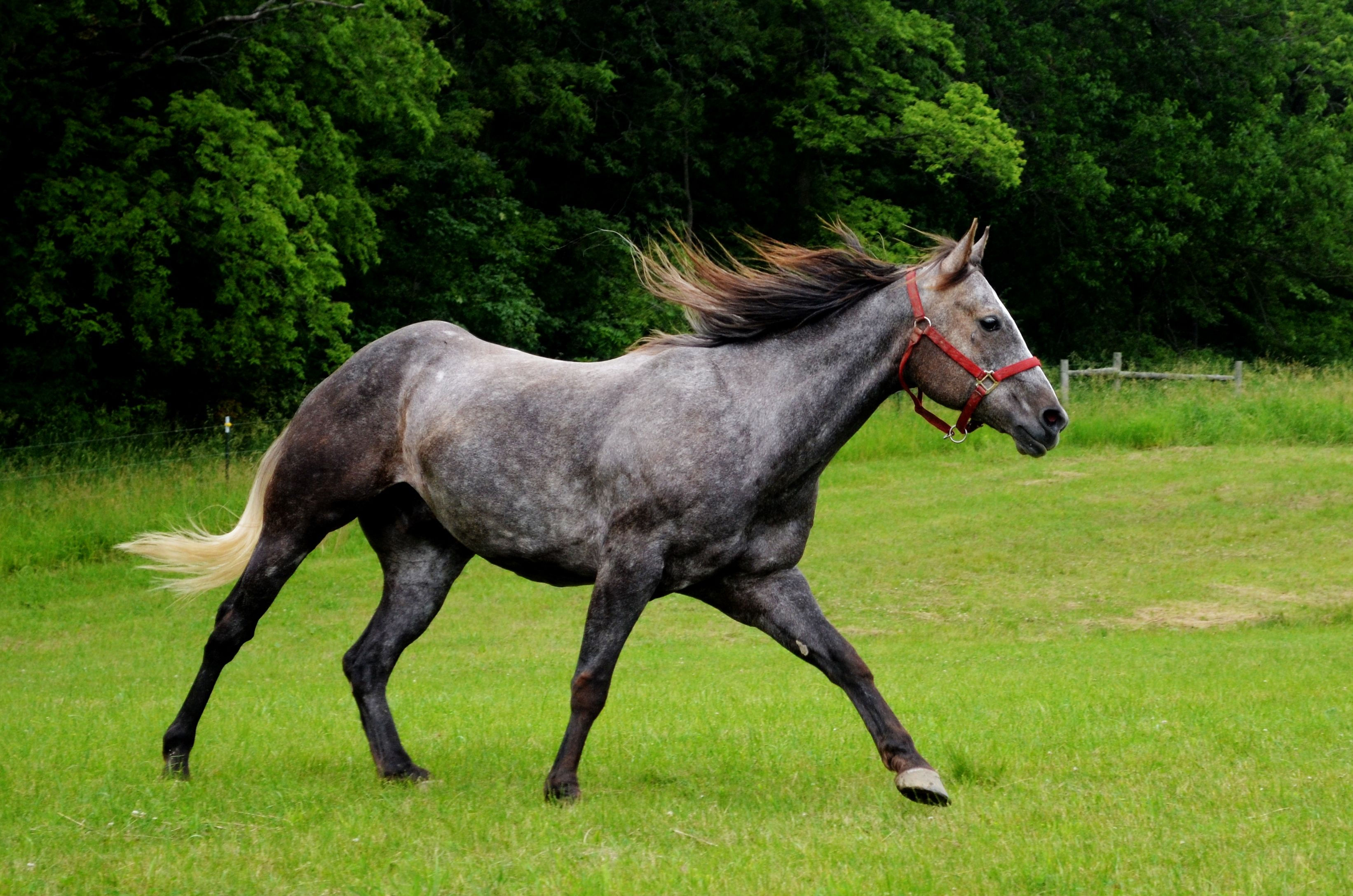 Wallpaper #ovBcgJcBi4JM6agGYCEx110 Dapple Grey Horse Dapple Grey Horses Horses Grey Horse