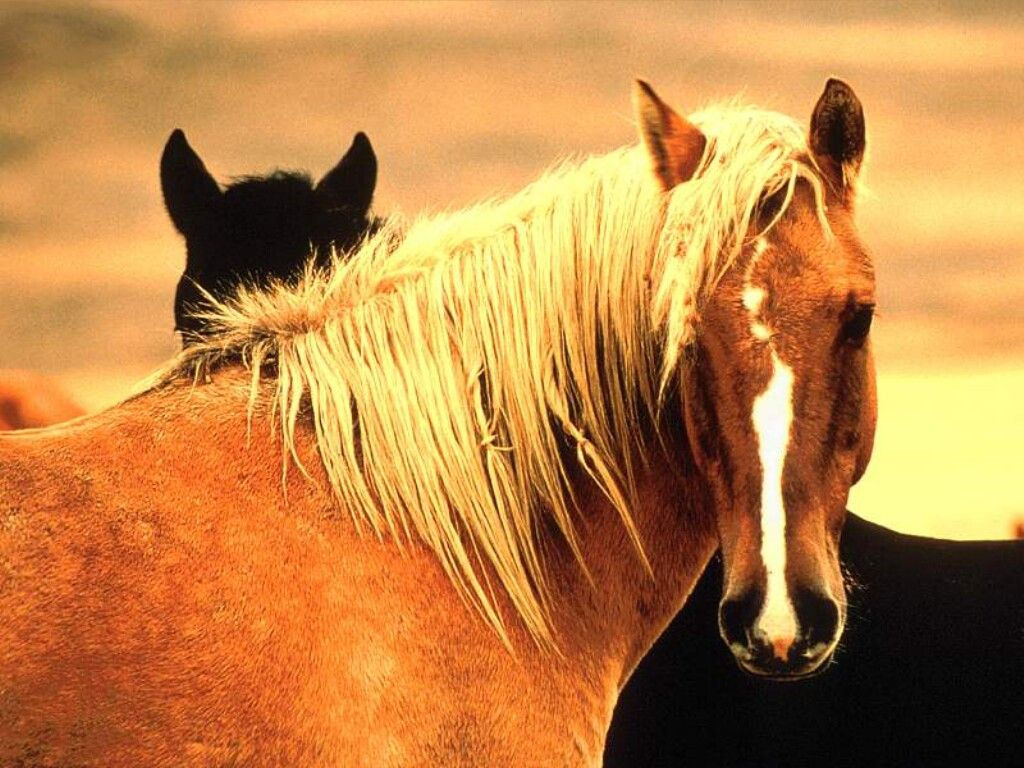 Wallpaper #QX1m8I4Bnwiau_P65AaY52 Mustang Horse Wild Horses Mustangs Horses Wild Horses