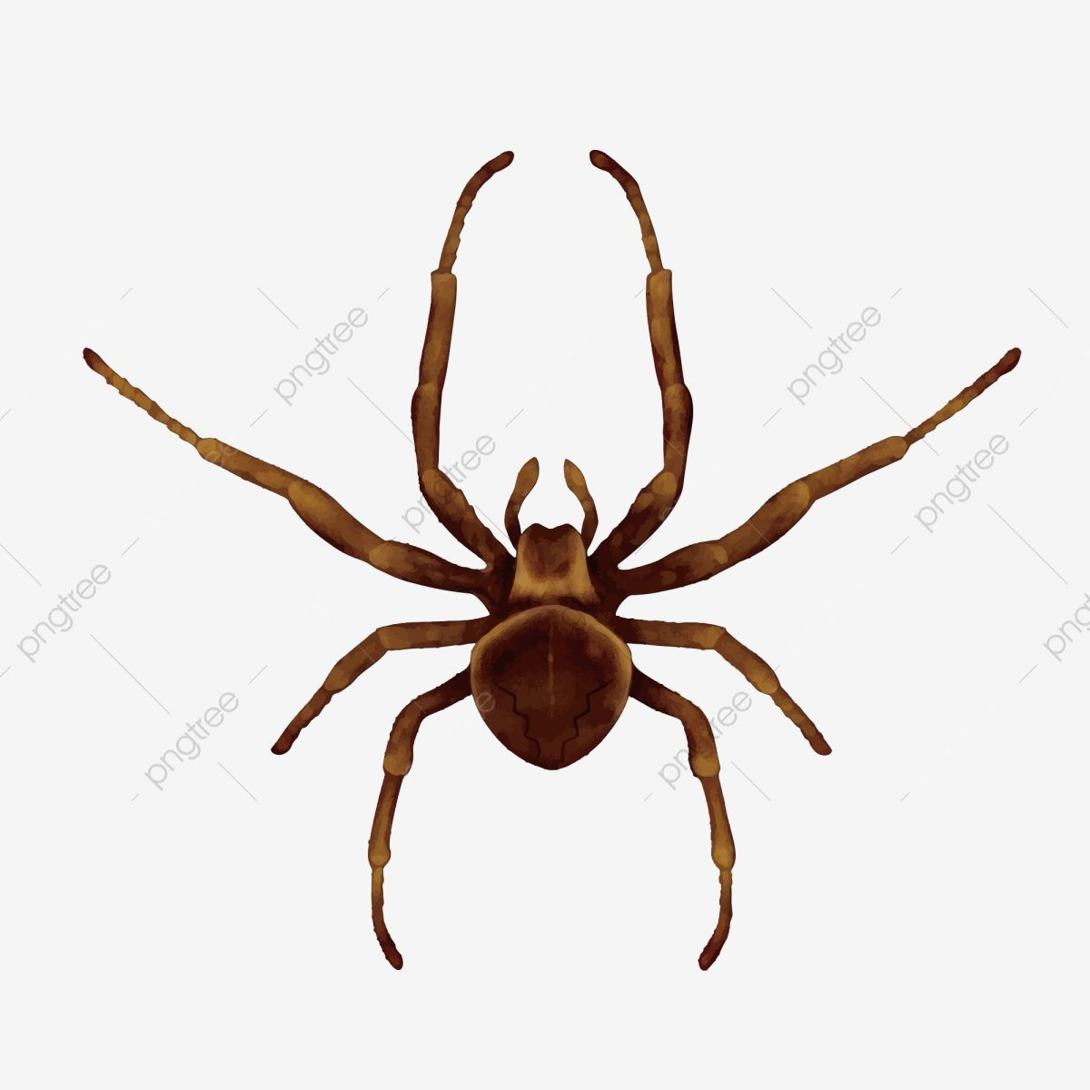 Wallpaper #46455 Brown Spider Cartoon Isolated Illustration Stock Vector Image Art Alamy