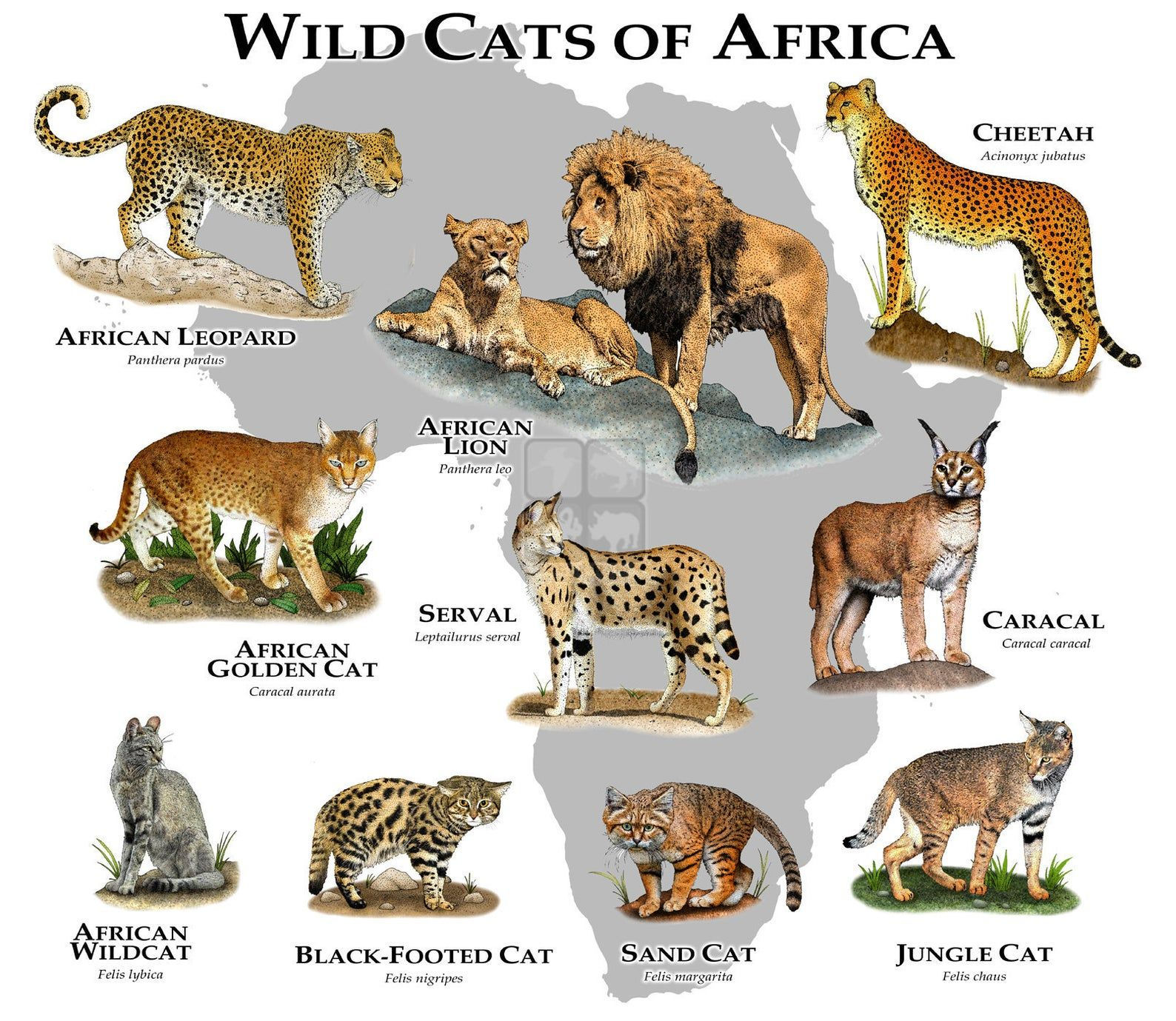 Wallpaper #sXf8J5MB-pgBXx60hKh294 Wild Cats of Africa Poster Print Etsy Wild Cat Species Cat Species
