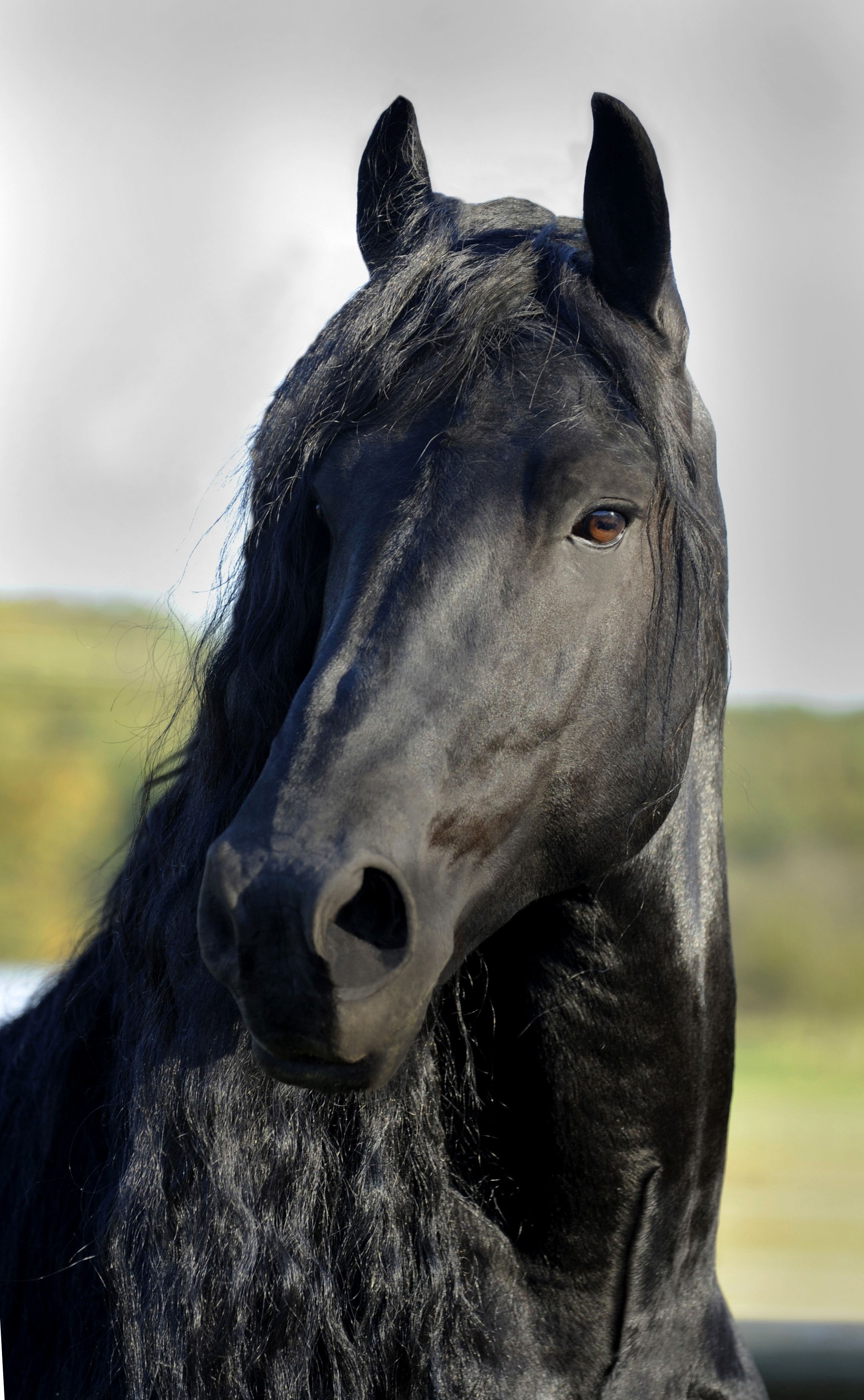 Wallpaper #CR2YLJMBlOZrFDOk0ssm96 Pinnacle Friesians Frederik the Great Horses Horse Love Horse Breeds