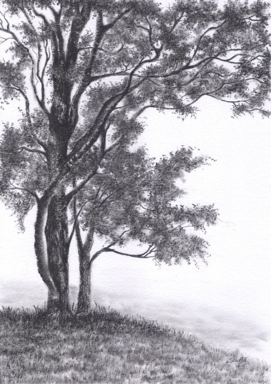 Wallpaper #BWgvFZMBSpphPi3-Zwec20 Gambel Oak Tree Pencil Drawing 2015 Pencil Drawing by Shweta Mahajan