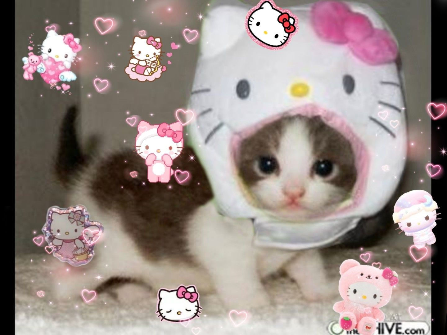 Wallpaper #DLih2JIBJvJKYCmERemF38 Hello Kitty Cat