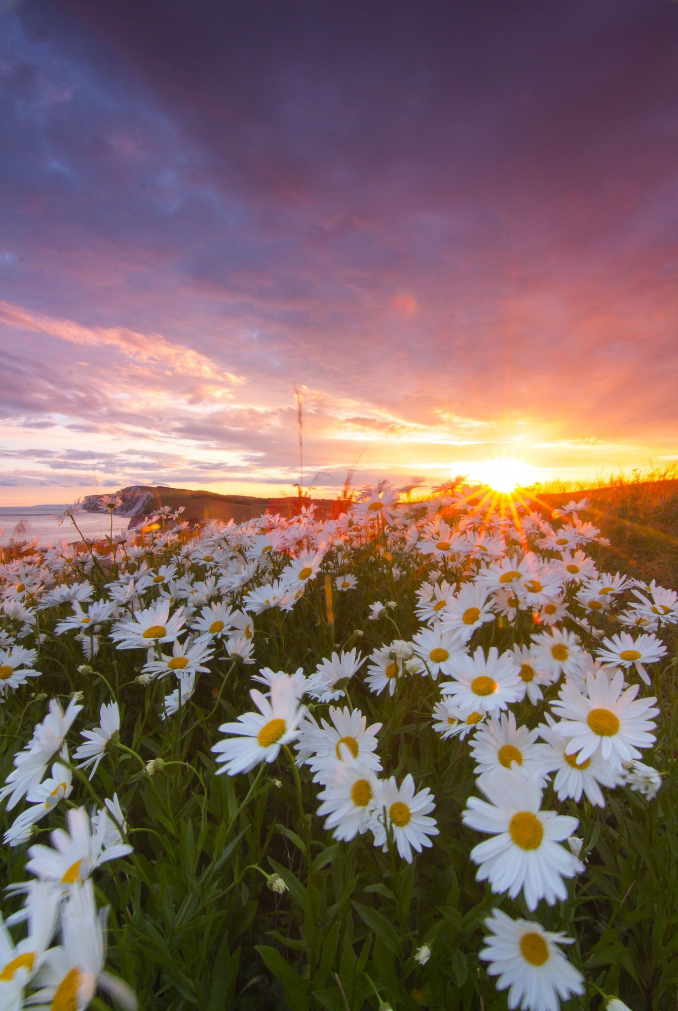 Wallpaper #3mhXIpMBSpphPi3-4TKc90 Wild Daisies 03 by Jeremy Cangialosi on 500px Daisy Wallpaper Nature