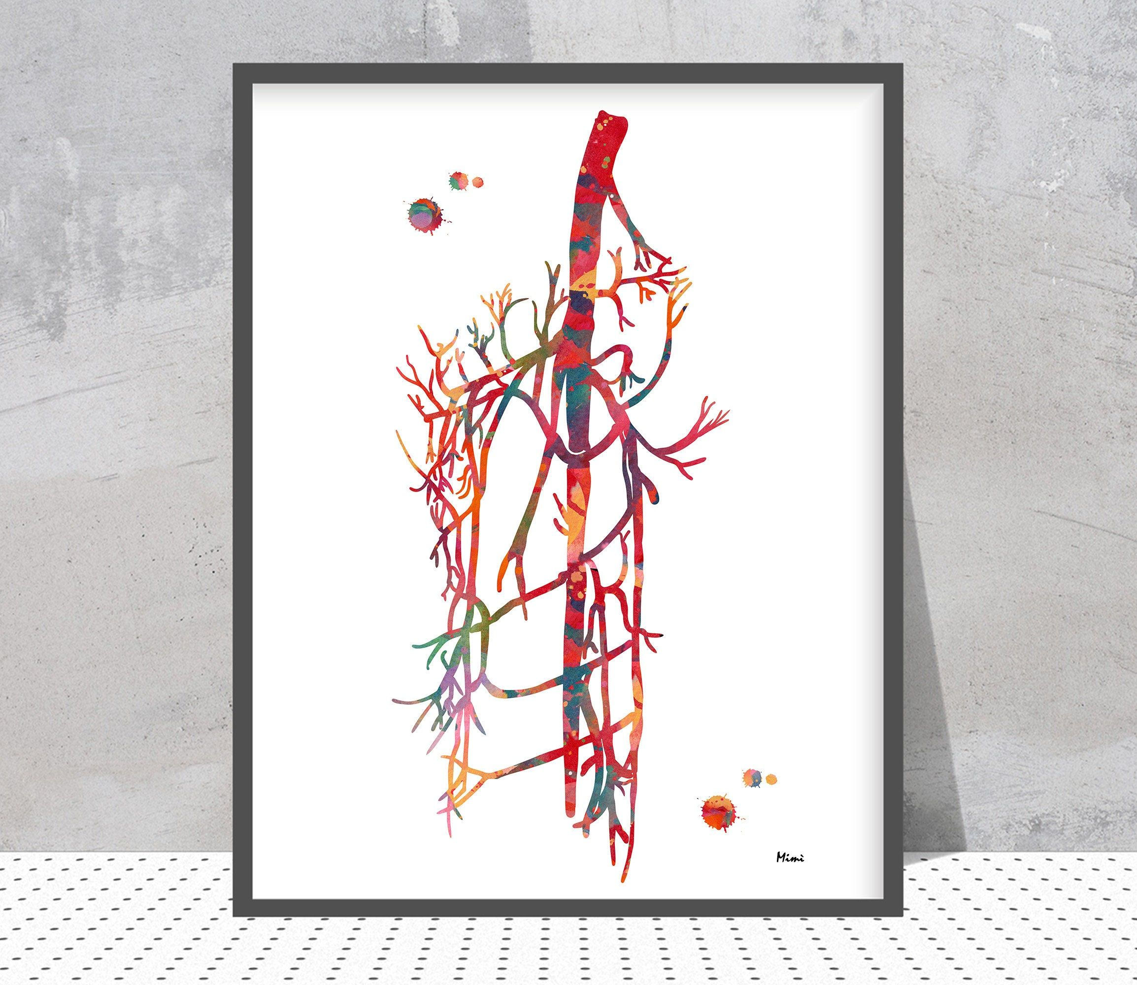 Wallpaper #WWdkEpMBSpphPi3-tvsO79 Anatomy Print Saphenous Vein External Iliac Femoral Artery Watercolor