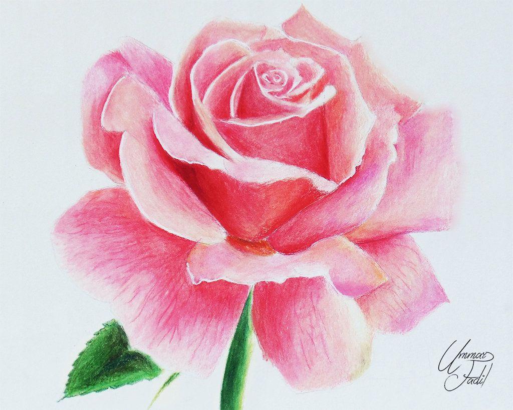 Wallpaper #OBqEUJMB1yWOL4qgwYA7433 Rose Bianche Disegno Da Colorare Migliori Pagine Da Colorare Gratis