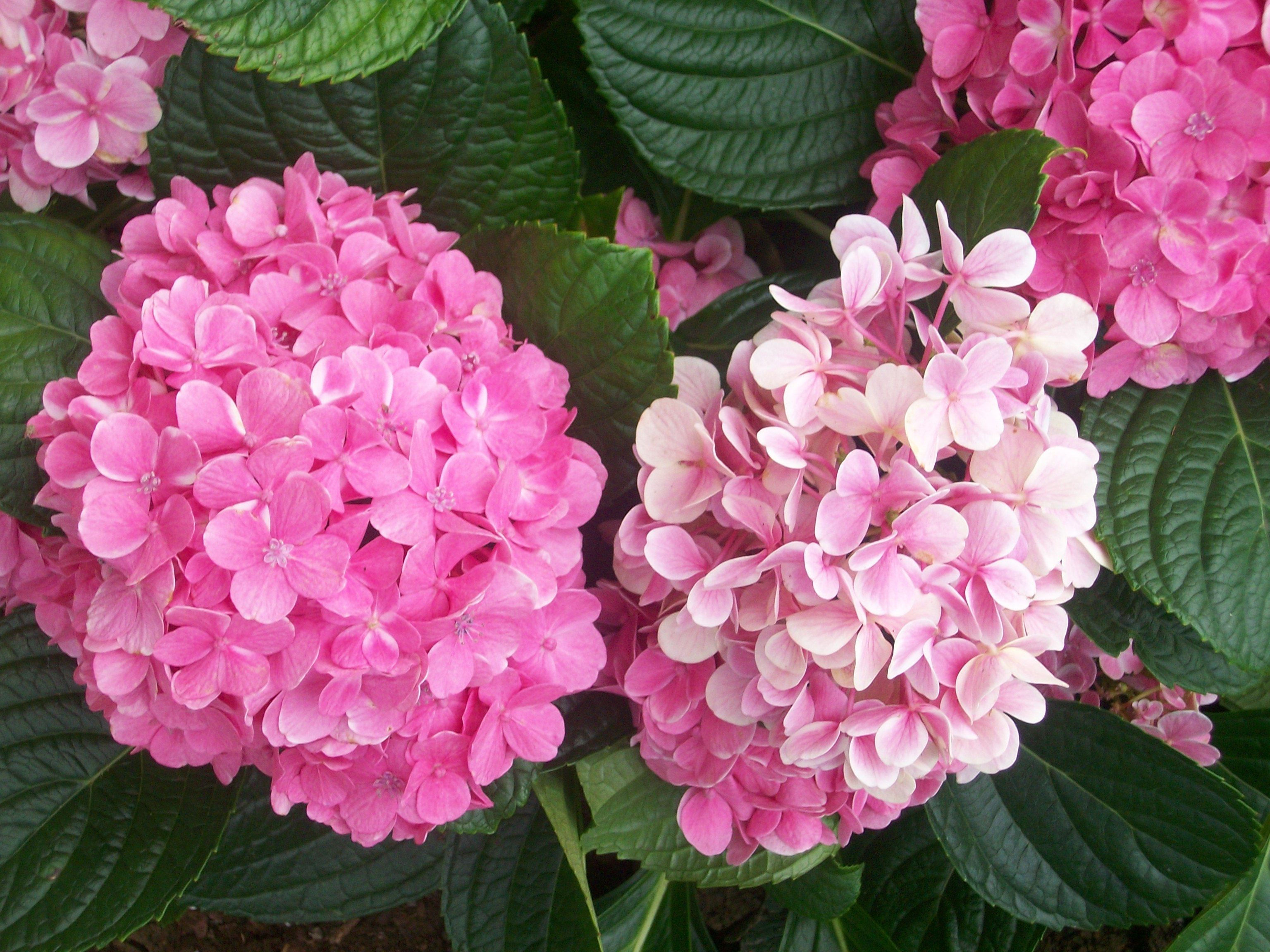 Wallpaper #A26DC Low Flowering Shrubs for Shade Fanny Healthy Life