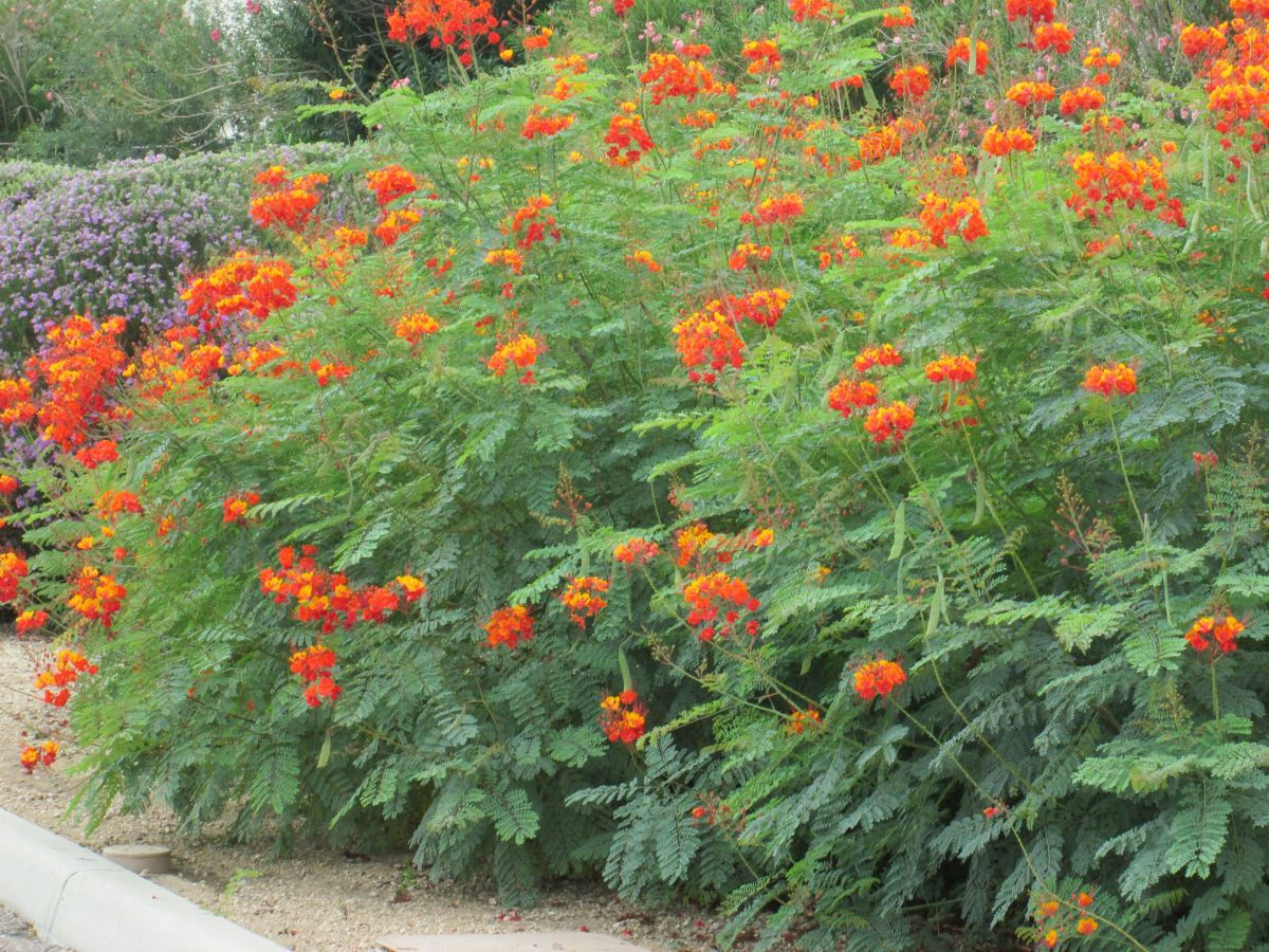 Wallpaper #A26DC Low Flowering Shrubs for Shade Fanny Healthy Life