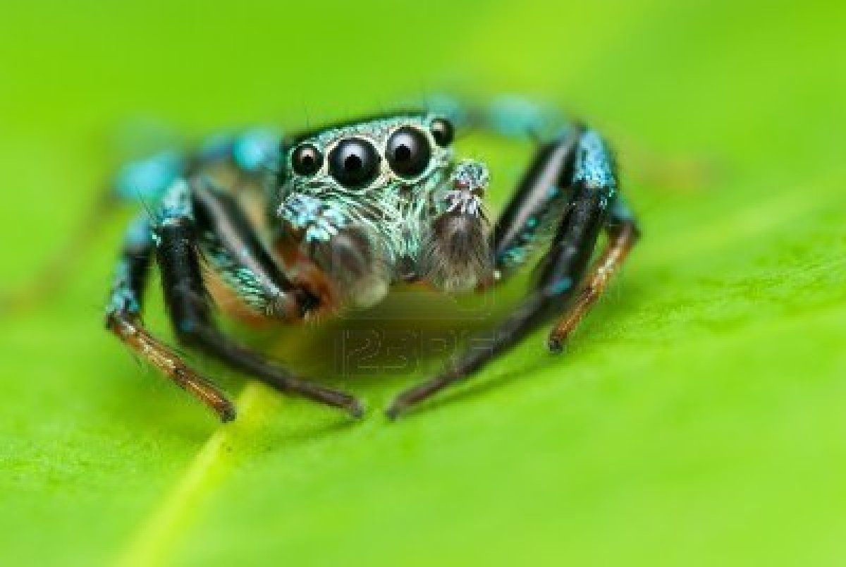 Wallpaper #wmfS65IBSpphPi3-9k4K27 A Jumping Spider with Metalic Blue Color Stock Photo 8430679