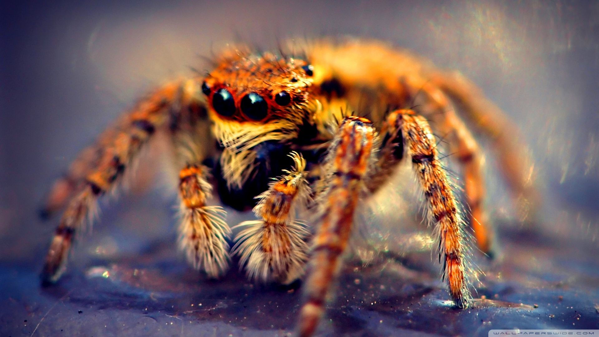 Wallpaper #CwCH644BSdW8dNouwBKS25 Spider Macro HD Desktop Wallpaper Widescreen High Definition