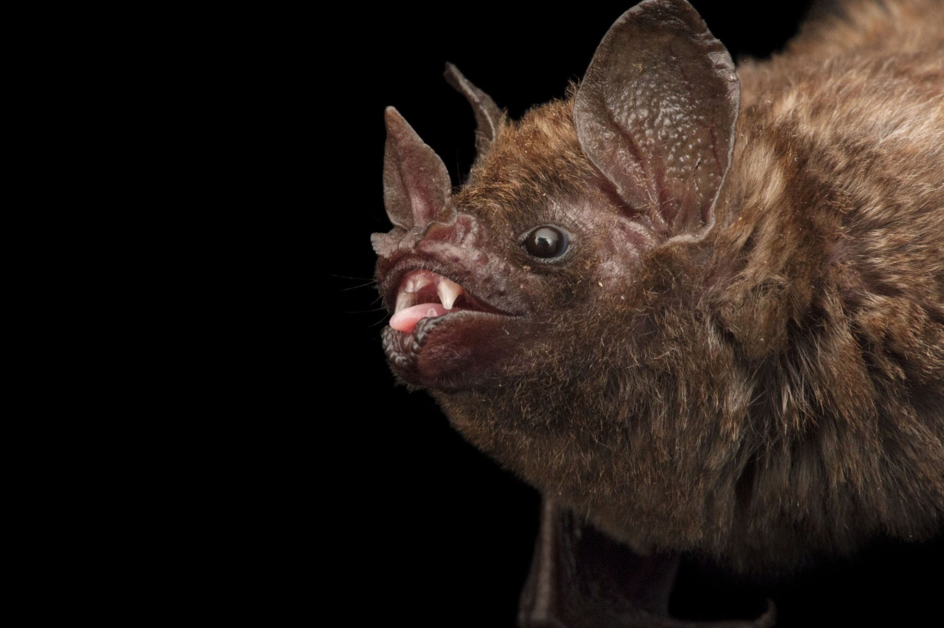 Wallpaper #dfTIOpMBKFX8bn3roXlL73 Sebas Short Tailed Fruit Bat Fruit Bat Bat Species Bat