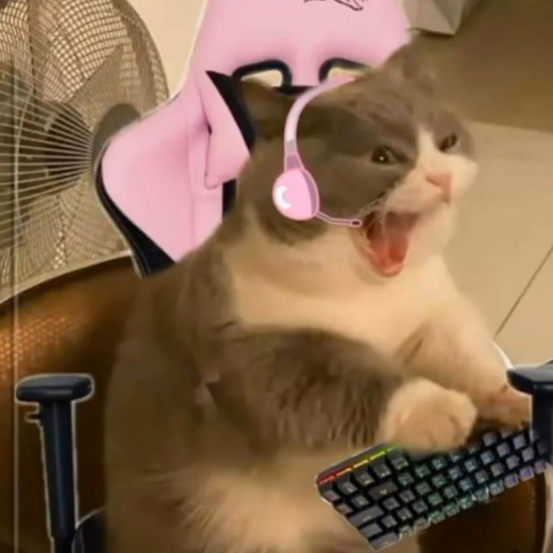 Wallpaper #_RlqDo8BtGB6xQ78C1kk58 Goals Gamer in 2021 Cat Memes Funny Animal Pictures Cat Aesthetic