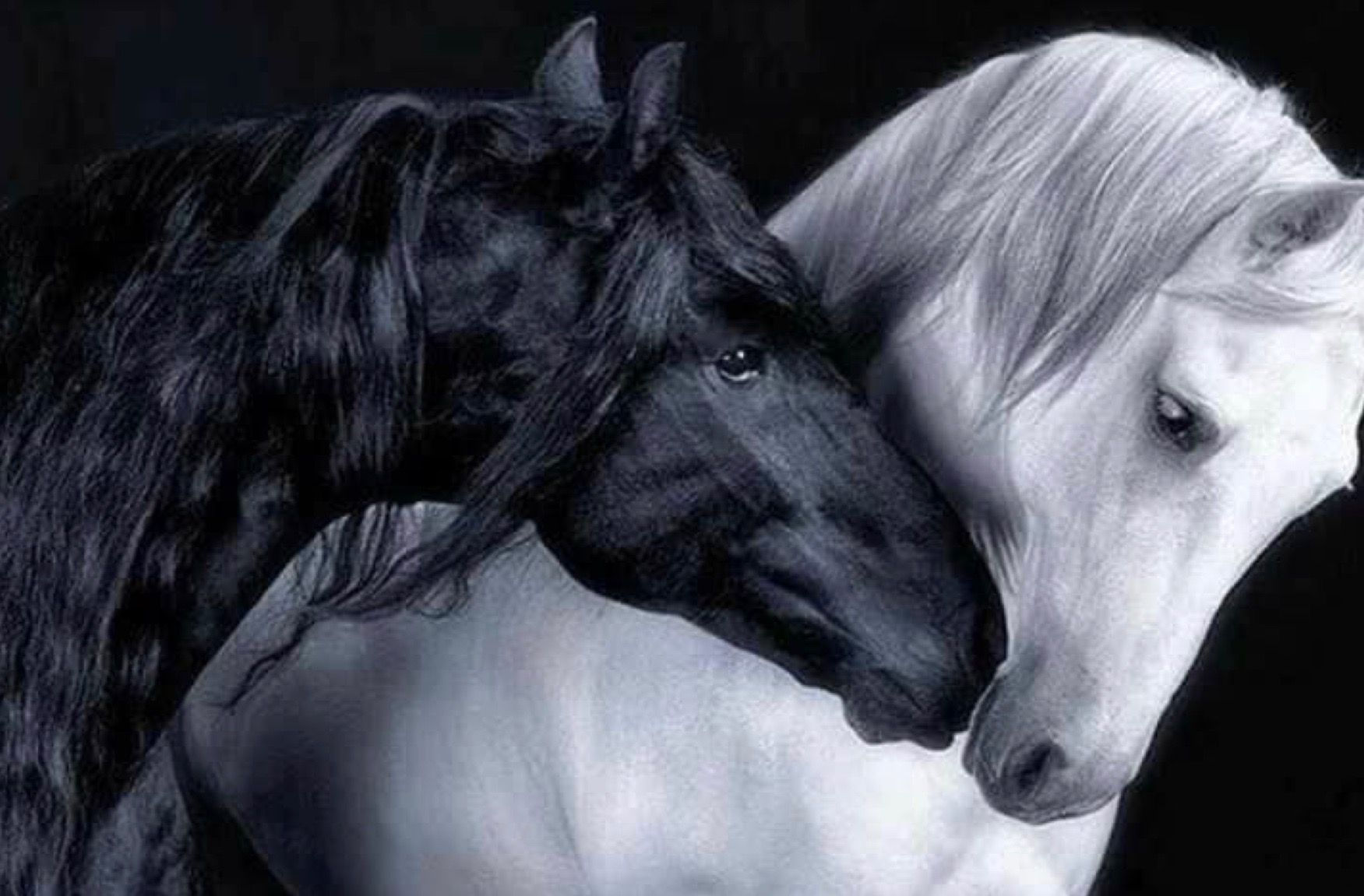 Wallpaper #CR2YLJMBlOZrFDOk0ssm168 Pin by Sandra a Stambaugh on Horses Horses White Horses Pretty Horses