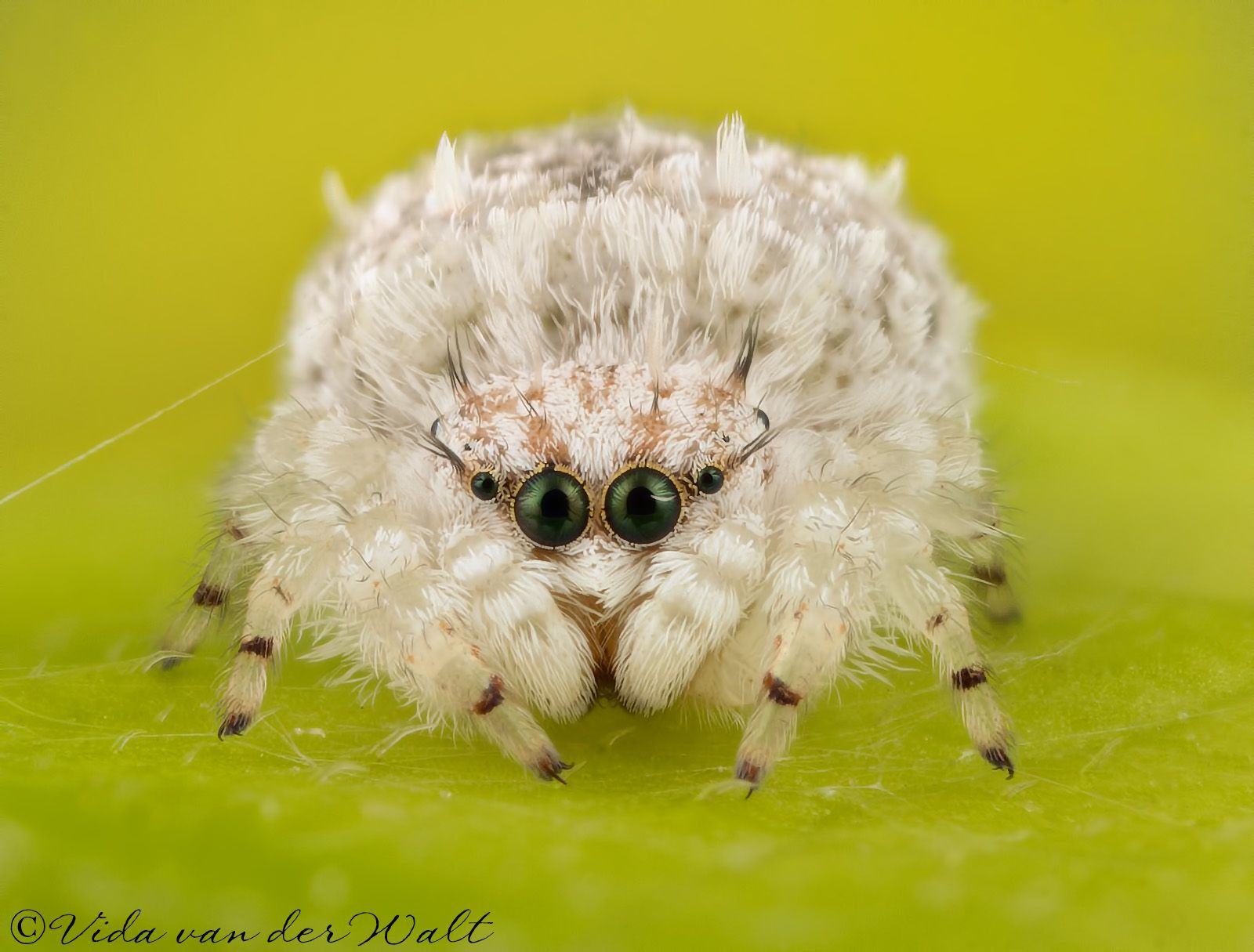 Wallpaper #wWeM-5IBSpphPi3-WJSY24 Jumping Spiders of South Africa Rhene Jumping Spider Arachnids