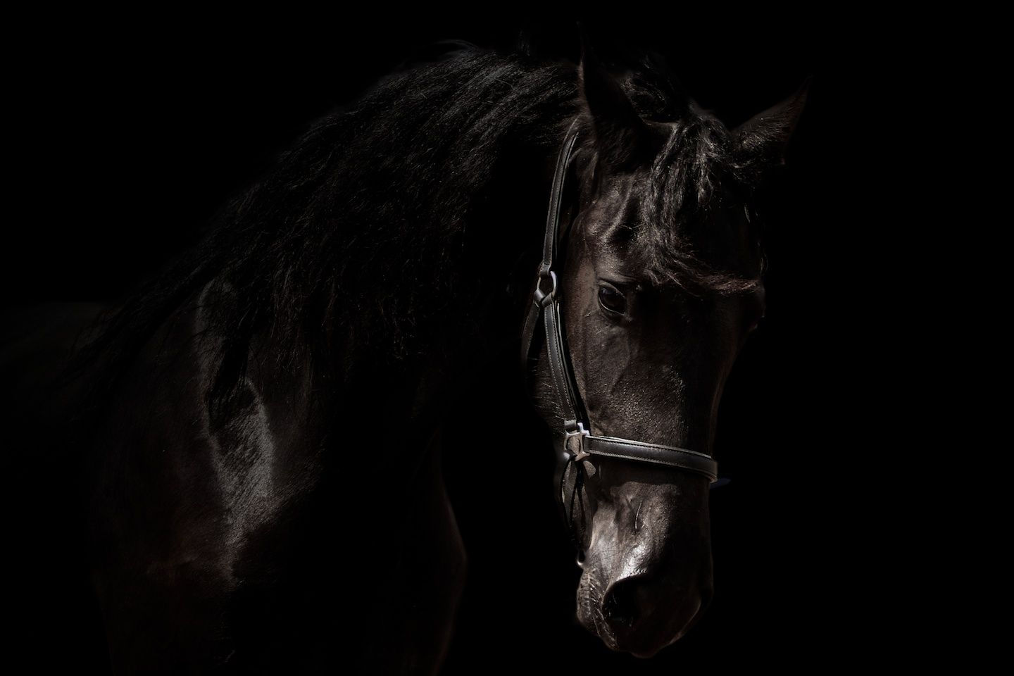 Wallpaper #L31i8I4Bnwiau_P6PAYN26 Horse Background Black and White