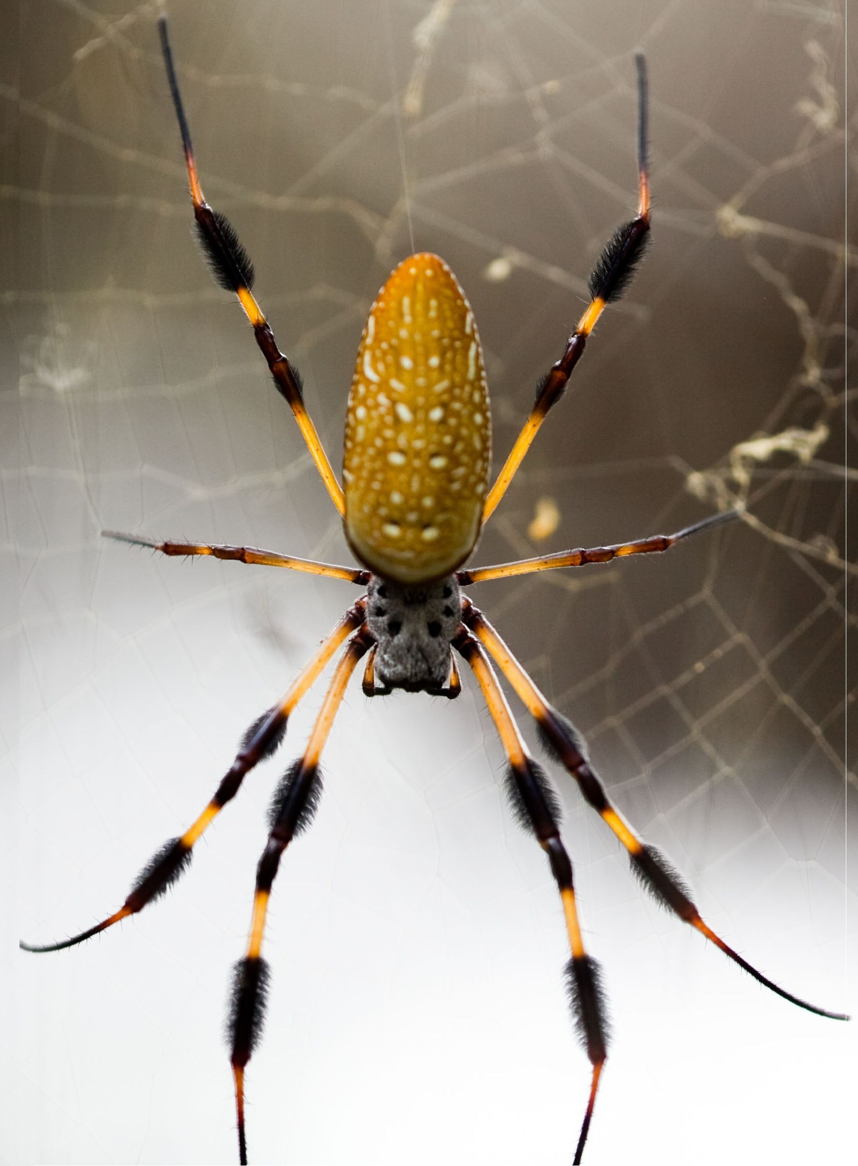 Wallpaper #ce6bd Giant Spider on the Ceiling of an Abandoned Psychiatric Hospital R