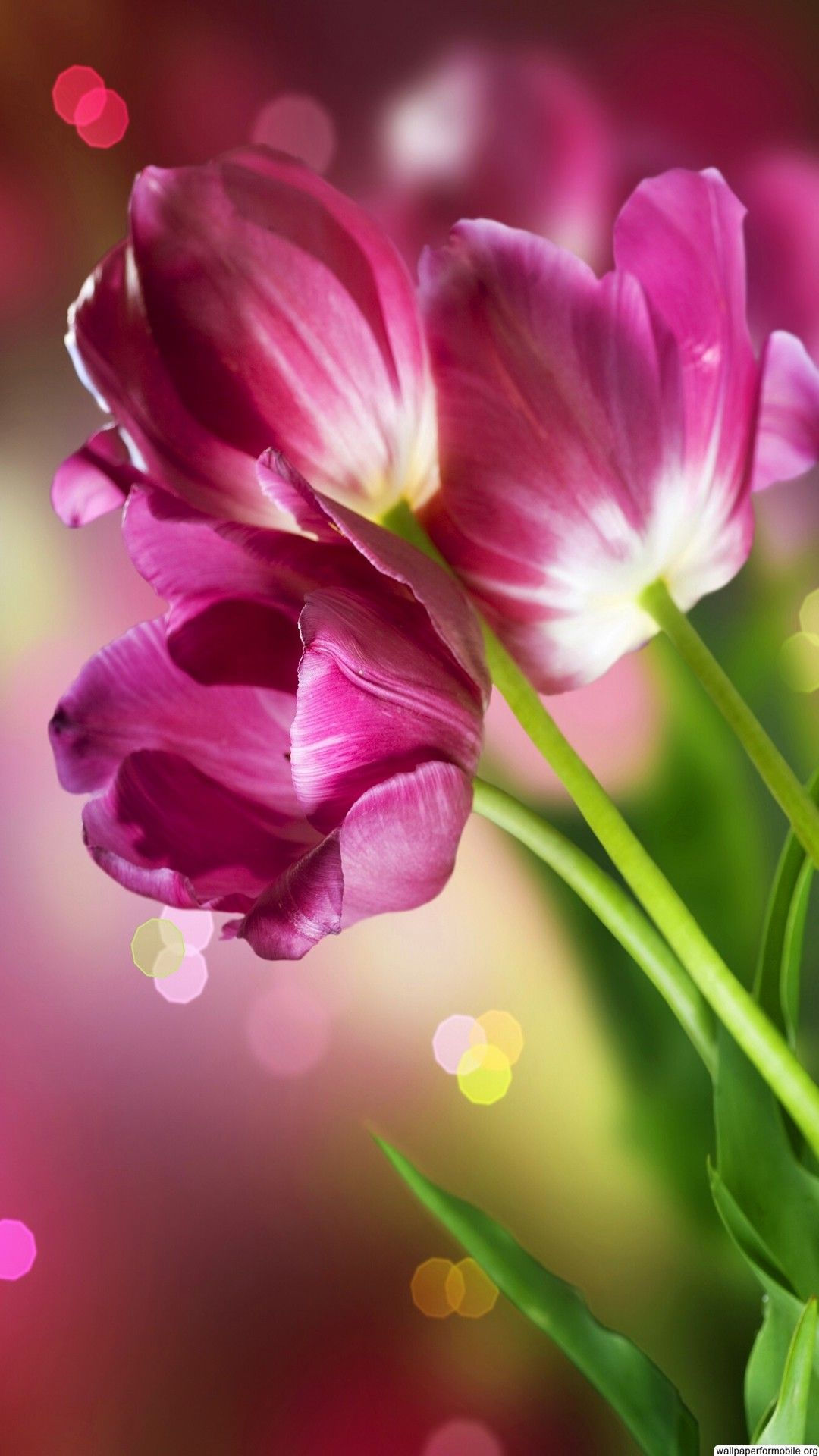 Wallpaper #1WhXIpMBSpphPi3-TjLh279 Latest Flower Wallpapers Free Download Videohive After Effectspro