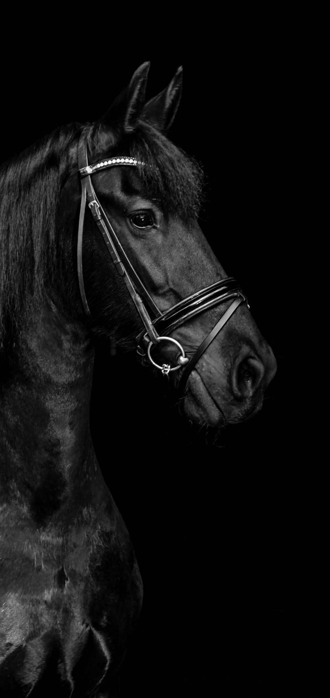 Wallpaper #bWfaEpMBSpphPi3-4_0h40 312 HD Wallpaper of Black Horse Picture Myweb