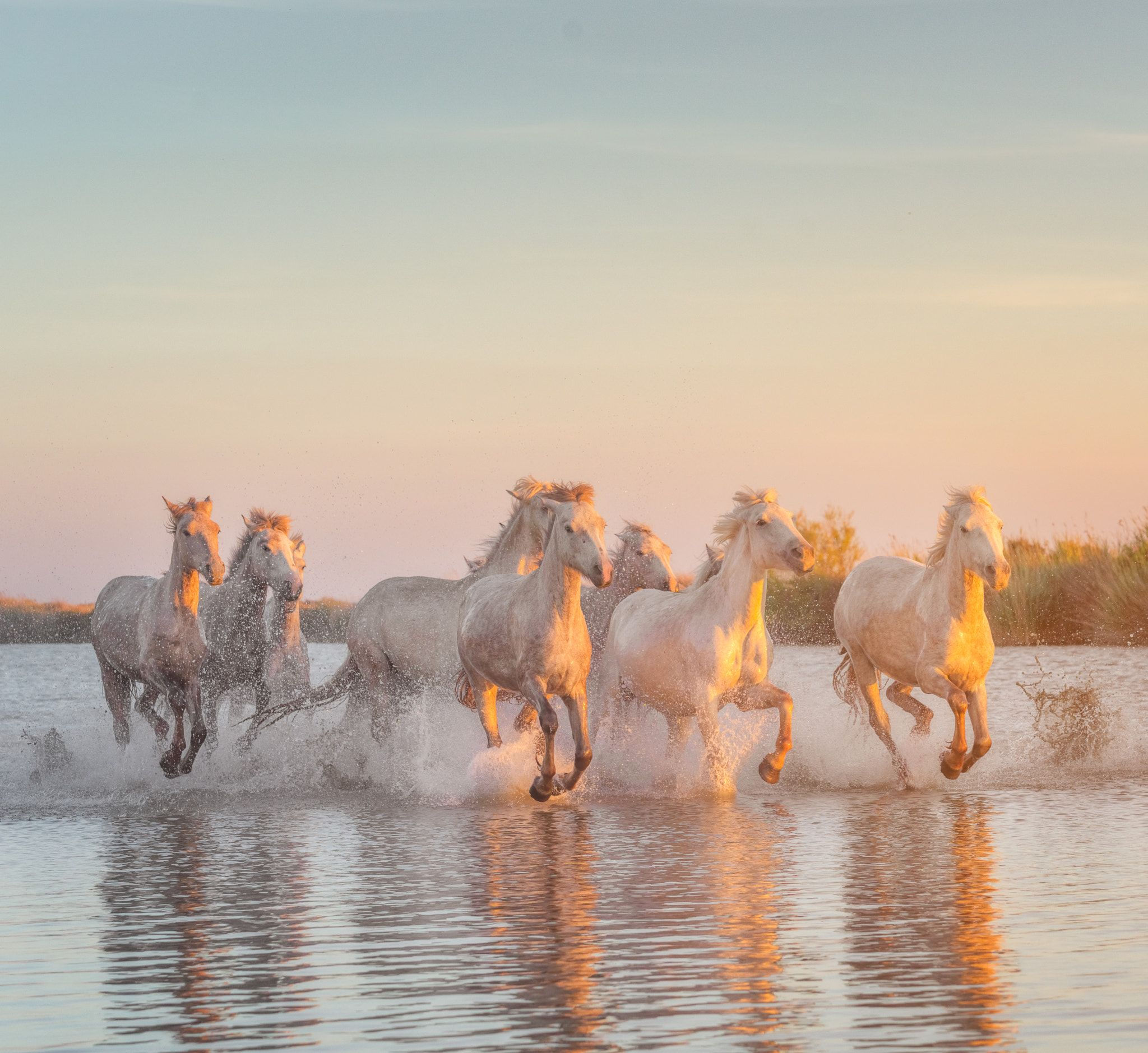 Wallpaper #8h2ULJMBlOZrFDOkIMqE354 Golden Horses Famous White Horses of Camargue Running Through the
