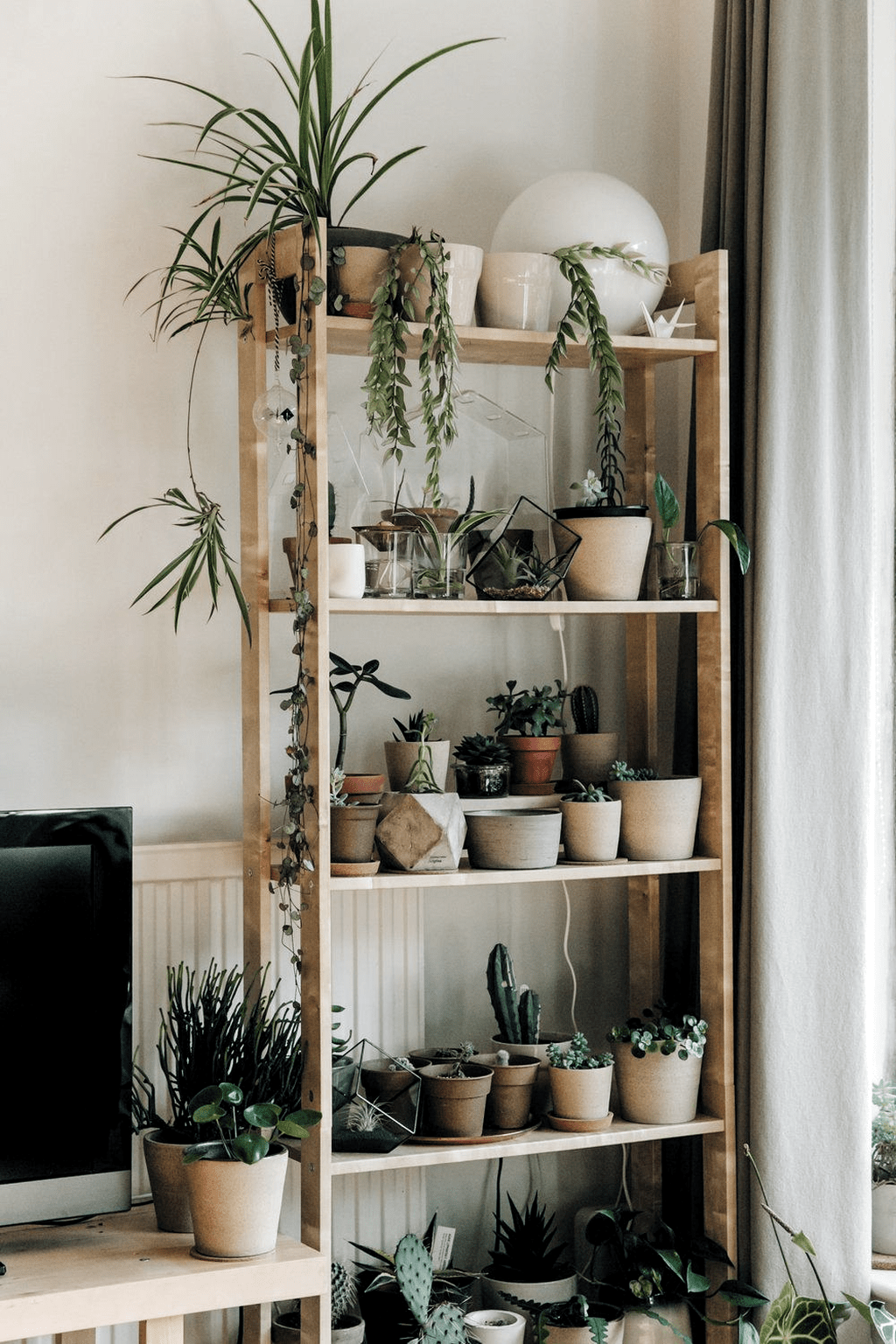 Wallpaper #b5610 30 Pretty House Plants Ideas for Living Room Decoration Living Room
