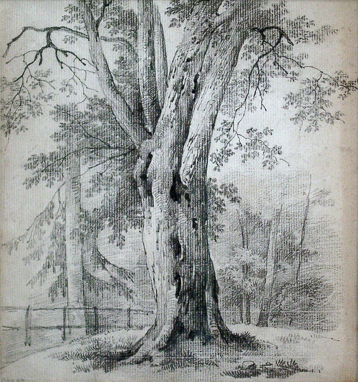 Wallpaper #BWgvFZMBSpphPi3-Zwec96 Gr025 Jean Baptiste Camille Corot 1796 1875 Study of a Beech Tree
