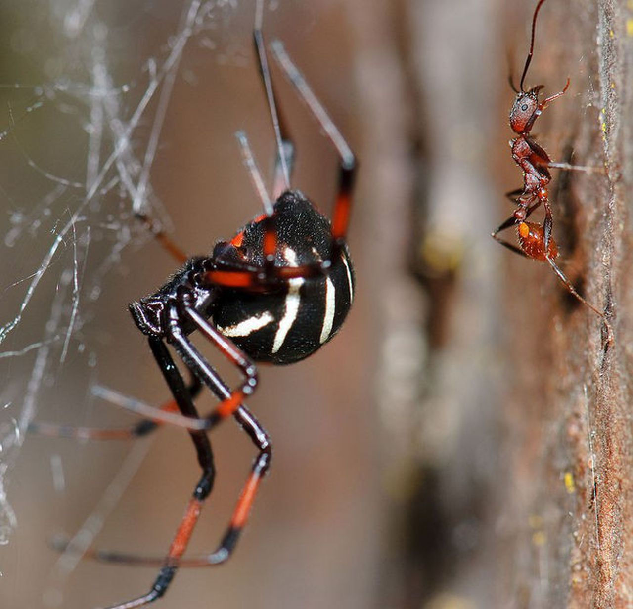 Wallpaper #wWeM-5IBSpphPi3-WJSY484 22 of the Spiders You Might Find in Michigan and One You Likely Wont