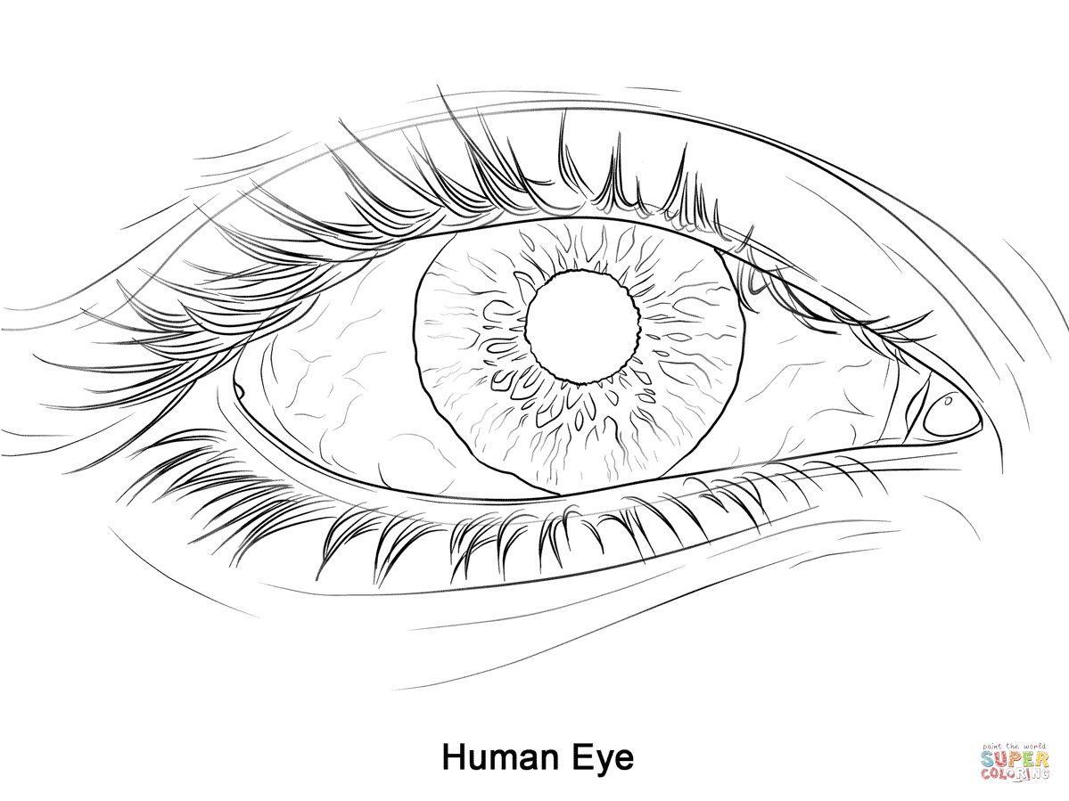 Wallpaper #lGfS95IBSpphPi3-XIdN275 Human Eye Super Coloring Art Color Pencil Art Cartoon Eyes Y
