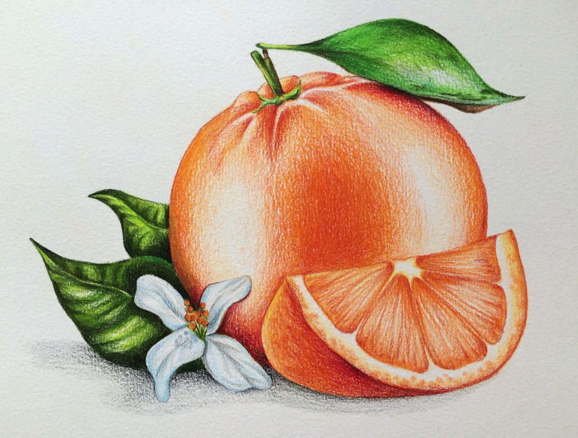Wallpaper #OBqEUJMB1yWOL4qgwYA7271 Orange Illustration Foodillustration Pencils Pencil Drawing