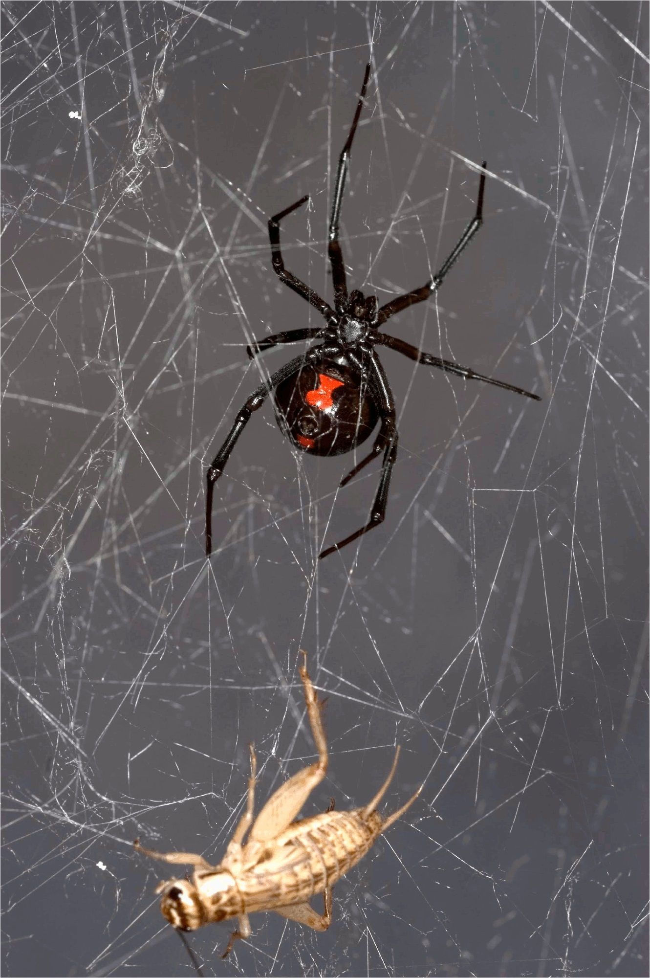 Wallpaper #zqkWiJcBxbDgA0Rl1O5S127 Black Widow Spider Web Black Widow Spider Spider Web Spider Pictures
