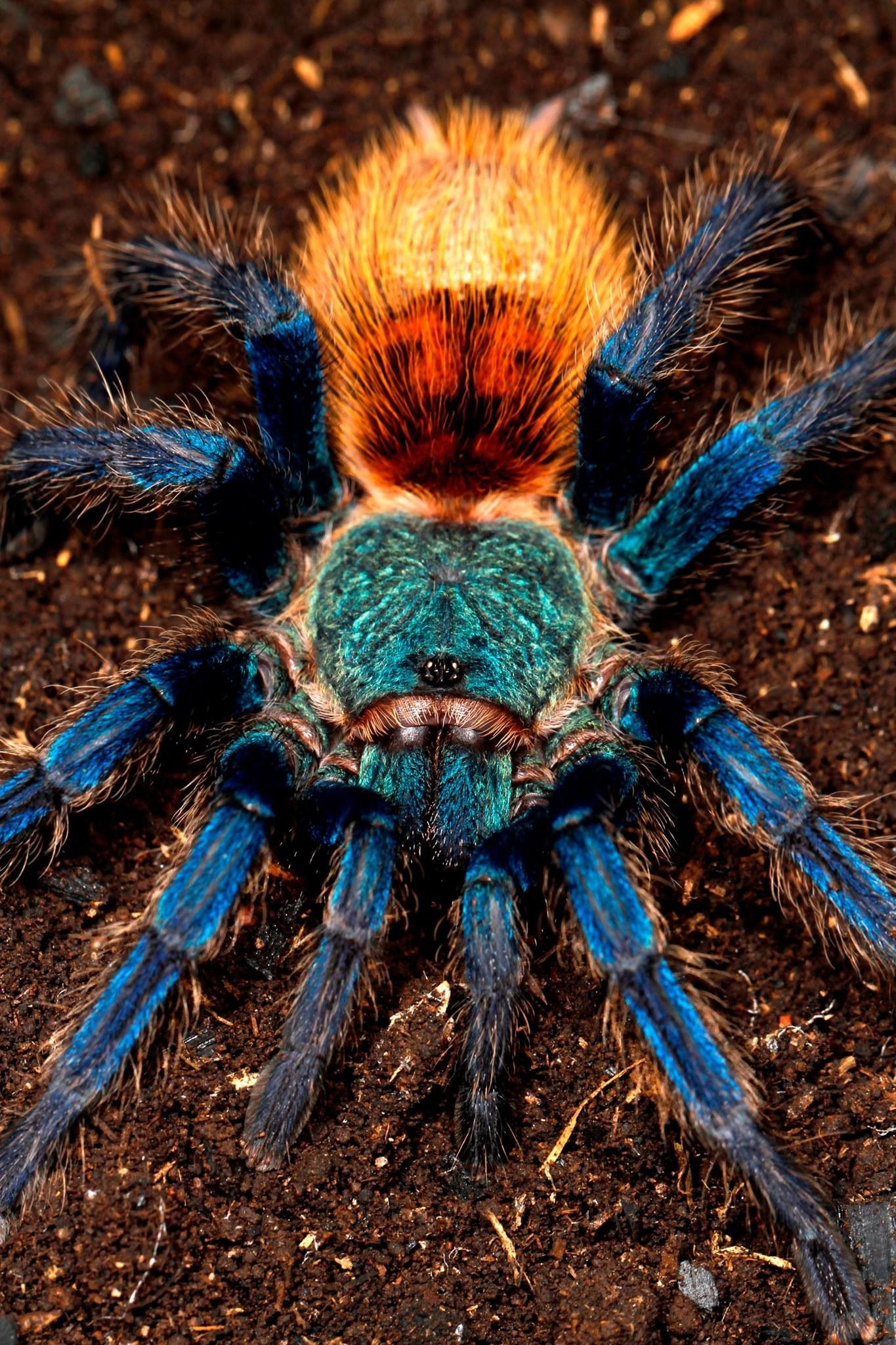 Wallpaper #-vQcOpMBKFX8bn3rt3dJ279 Pin by Jame Dollar on Amazing Unusual Animals Tarantula Arachnids