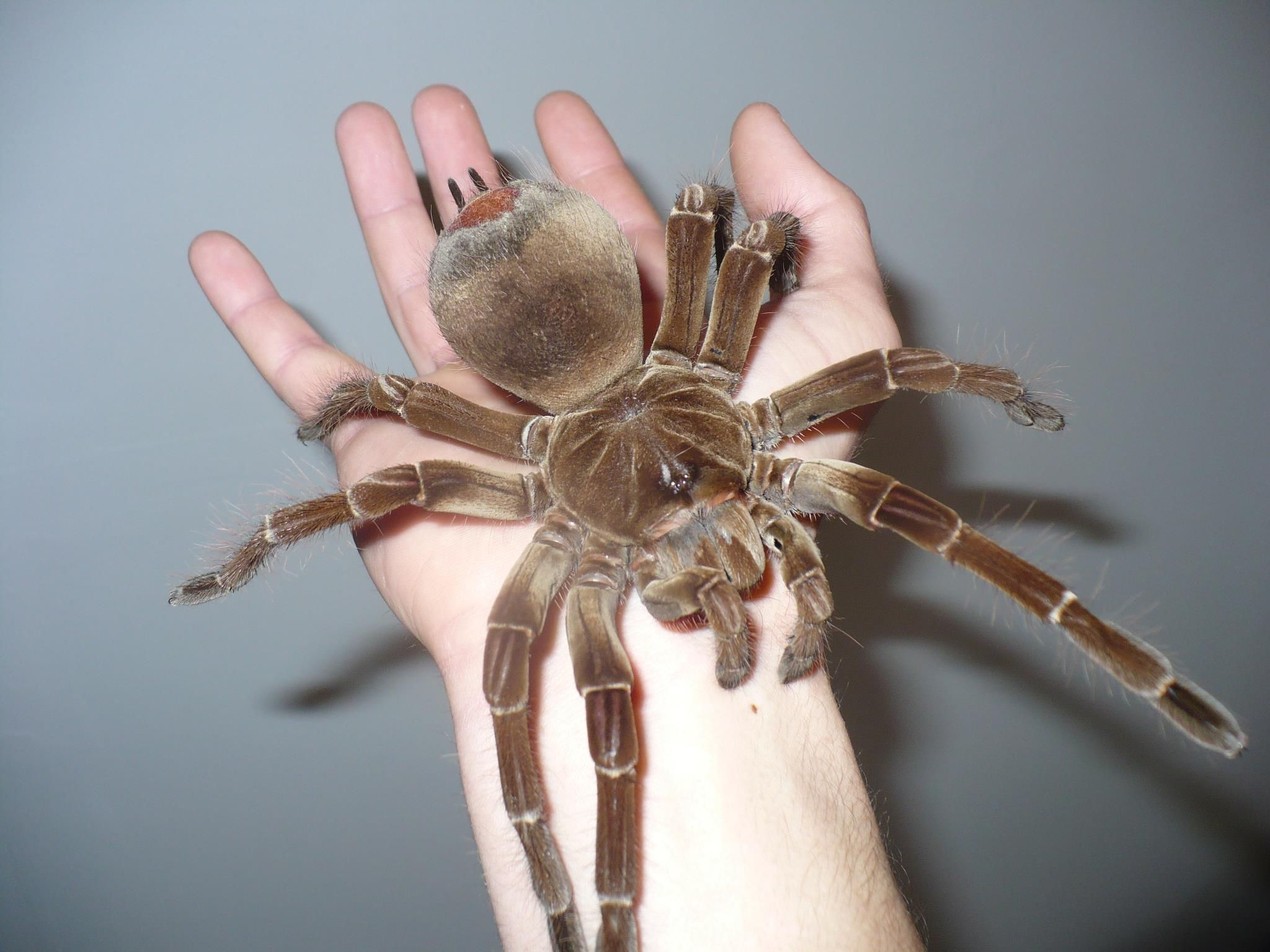 Wallpaper #ce6bd Giant Spider on the Ceiling of an Abandoned Psychiatric Hospital R