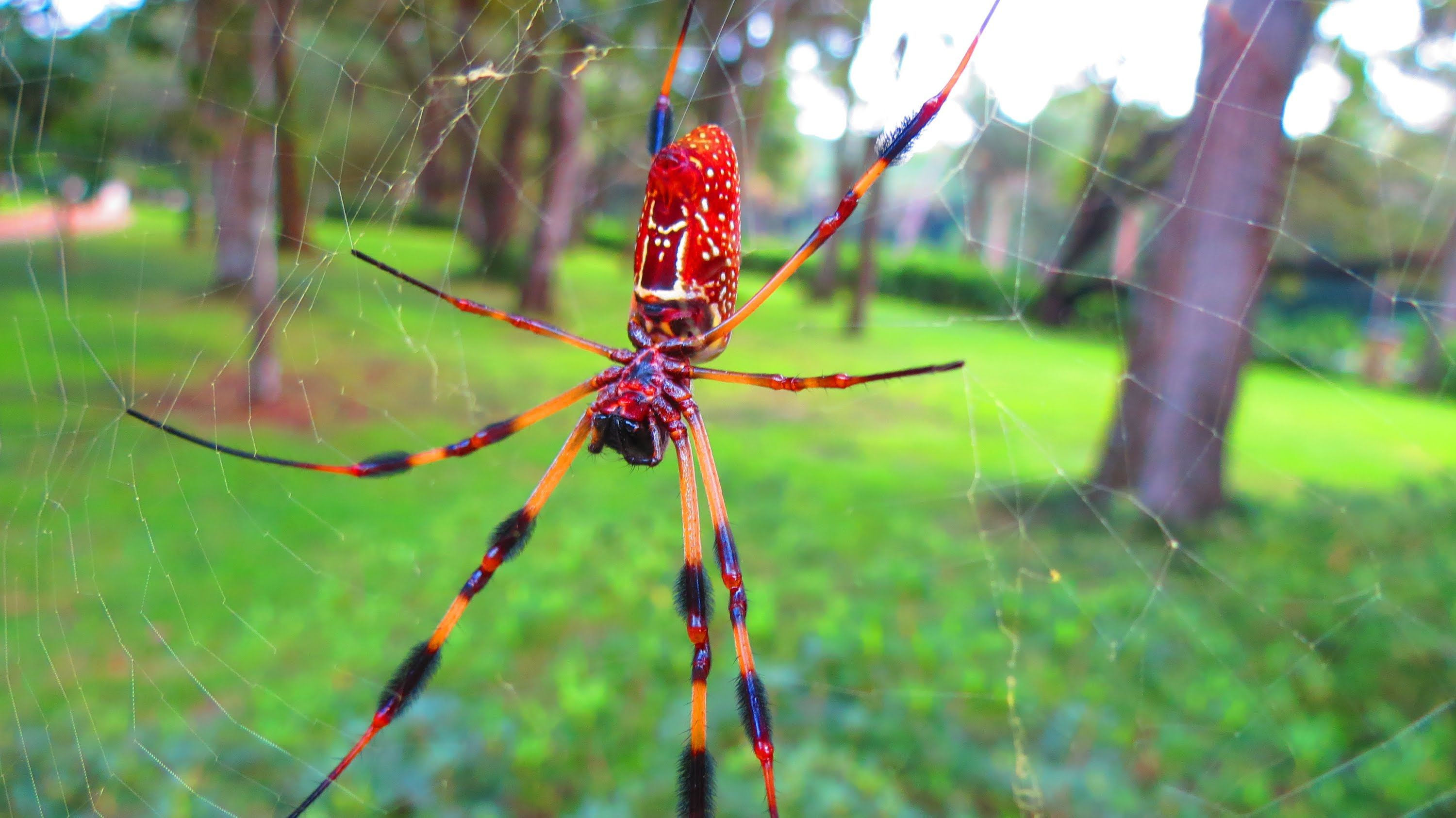 Wallpaper #GvSnOZMBKFX8bn3rXXez106 Huge Tropical Spiders at Washington Oaks State Park Florida State