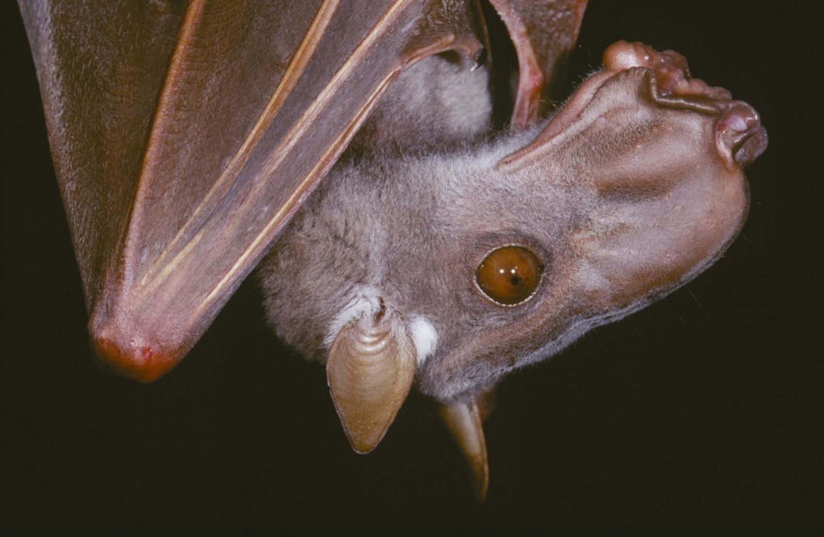 Wallpaper #S2cLE5MBSpphPi3-pP5k354 Hammer Head Fruit Bat Largest in World with Wing Span 3 Feet Across