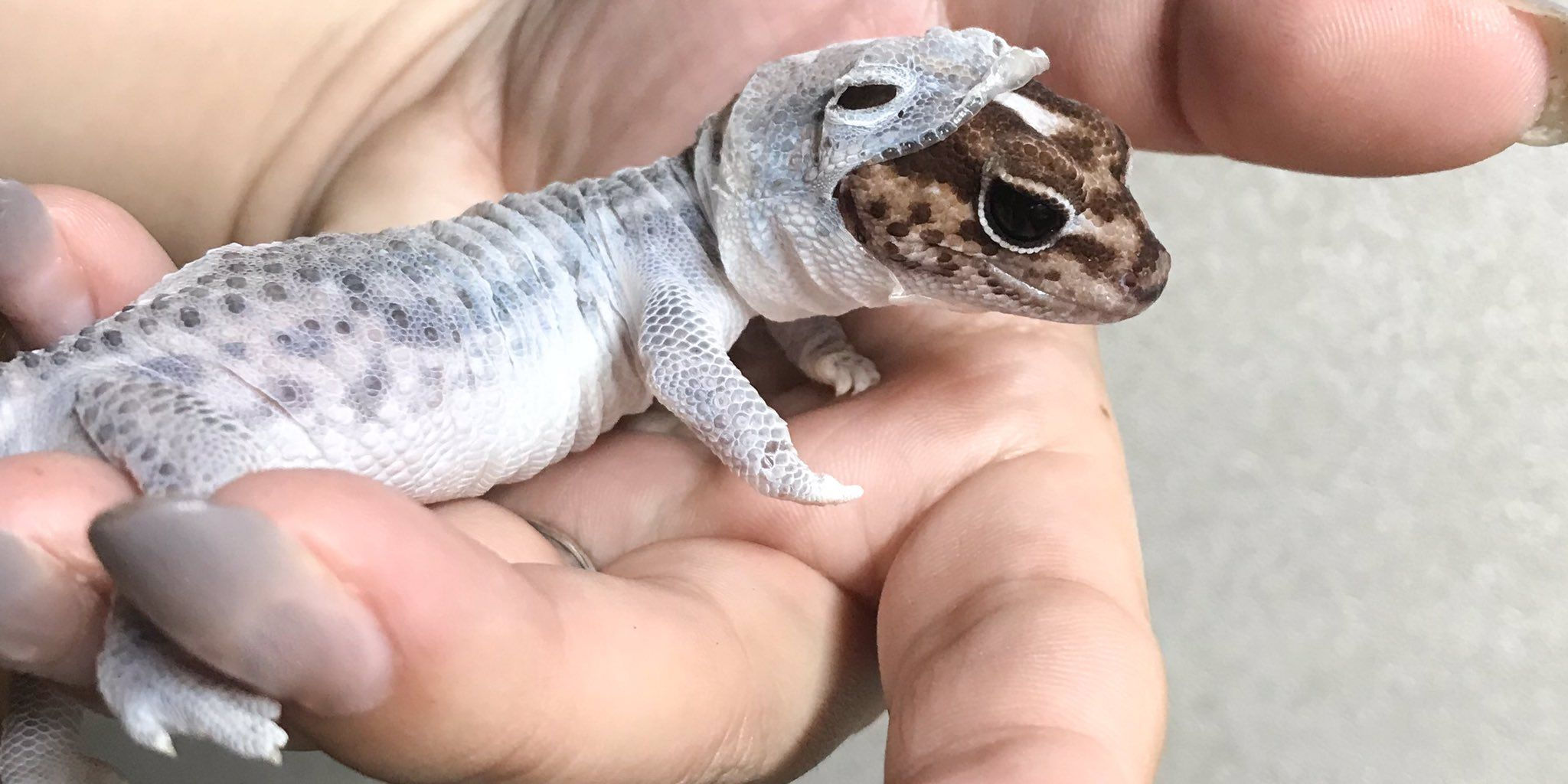 Wallpaper #22ca85IBSpphPi3-NnM5379 On Twitter Lizard Gecko Animals