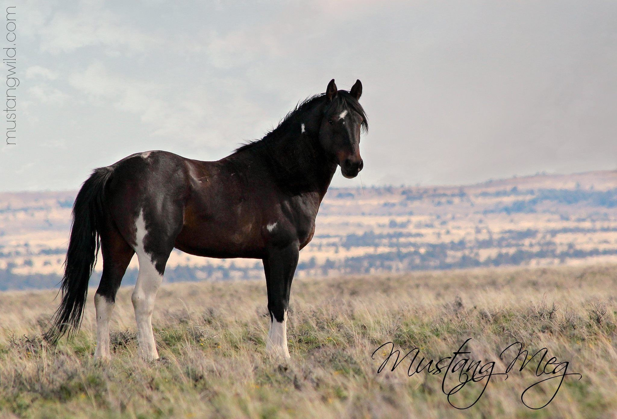 Wallpaper #-XMxhI4BFI5NbQks2hxF17 Pin by Mallory M on Mustangswild Horses Wild Horses Horses