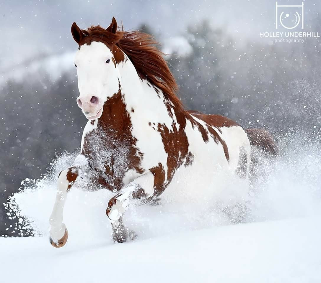 Wallpaper #8h2ULJMBlOZrFDOkIMqE357 Beautiful Horse Running in the Snow