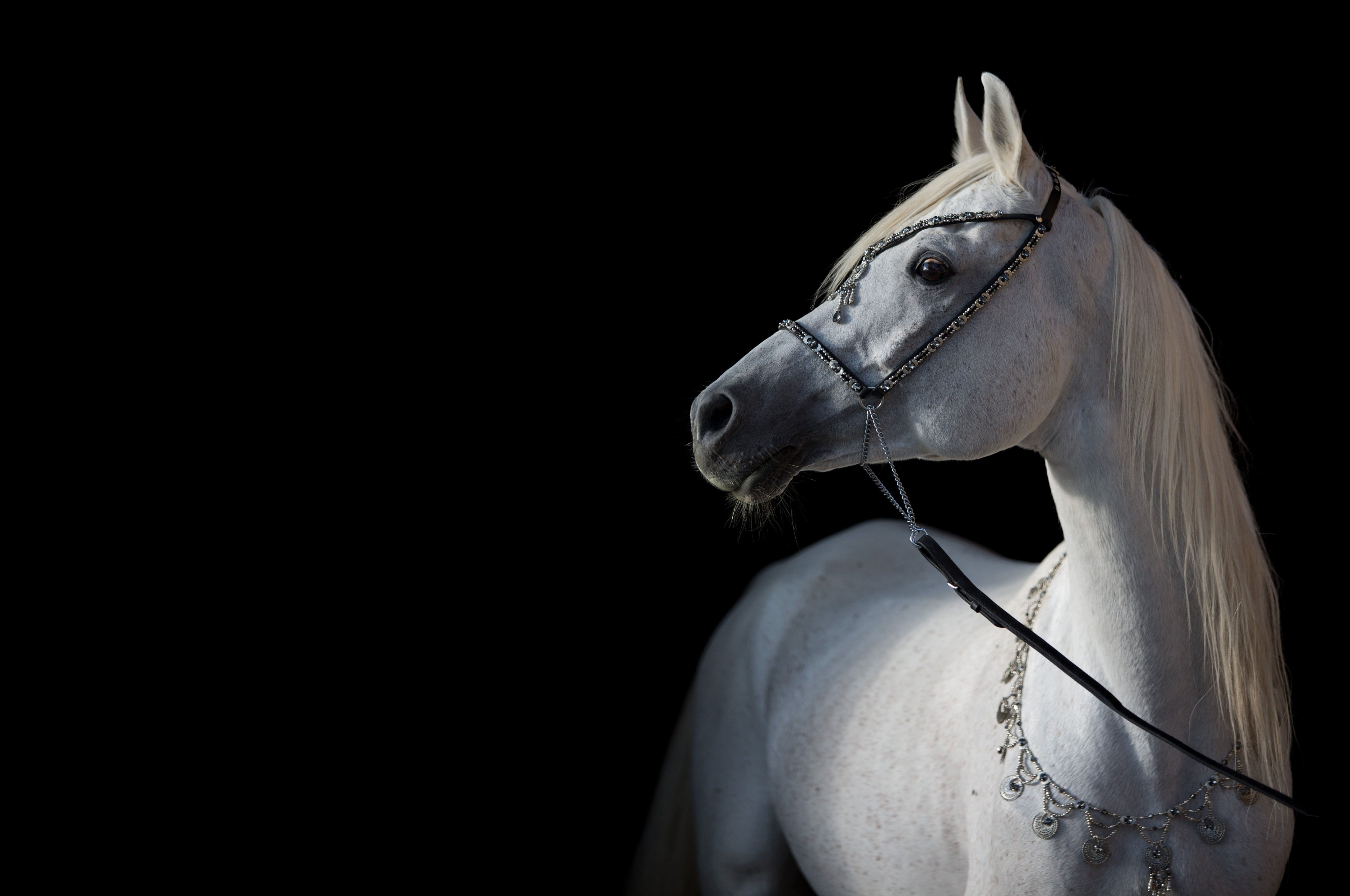 Wallpaper #bWfaEpMBSpphPi3-4_0h83 Light Horse Horse Contrast Grace the Dark Background Arab 4K