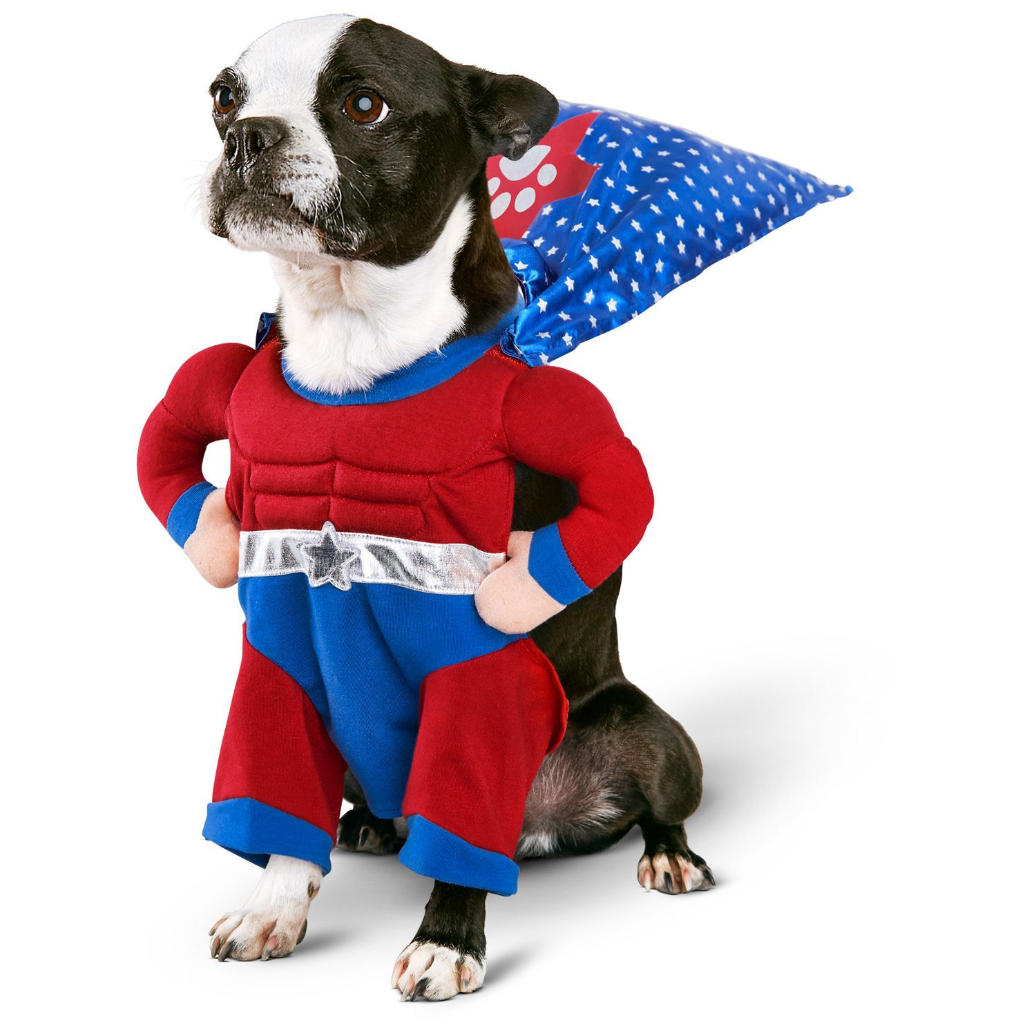 Wallpaper #2GgpF5MBSpphPi3-XA1q274 Petco Halloween Superhero Boy Dog Costume Dog Halloween Costumes