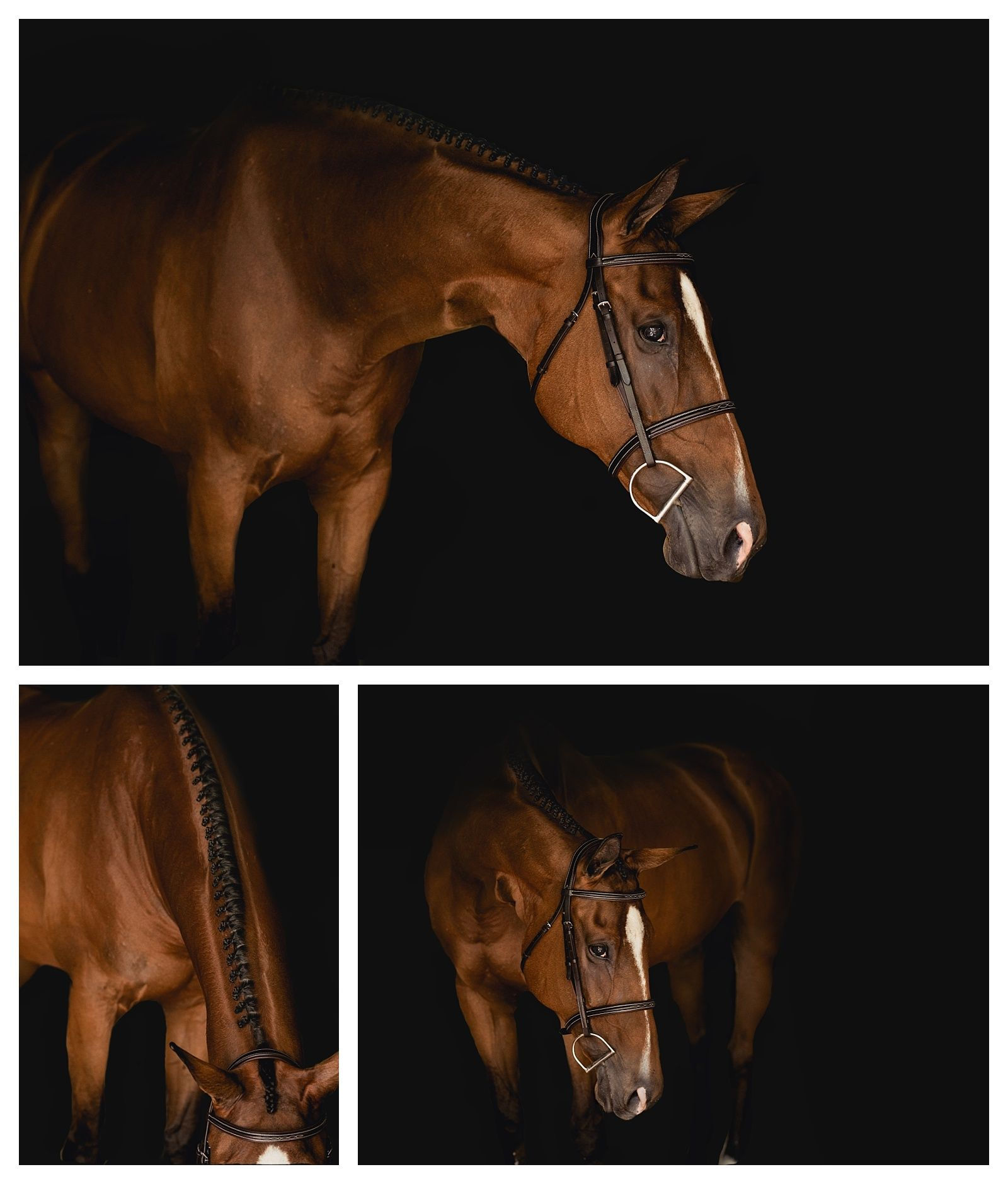 Wallpaper #bWfaEpMBSpphPi3-4_0h211 Black Background Horse Photos by Equine Photographer in Florida