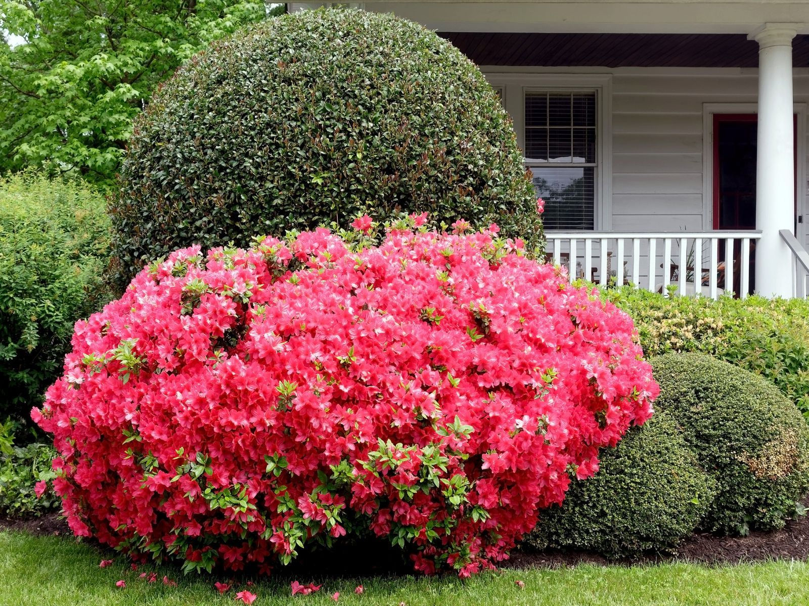 Wallpaper #d8e0c Satsuki Azalea Bonsai Trees Buy Online Greenwood Bonsai Studio