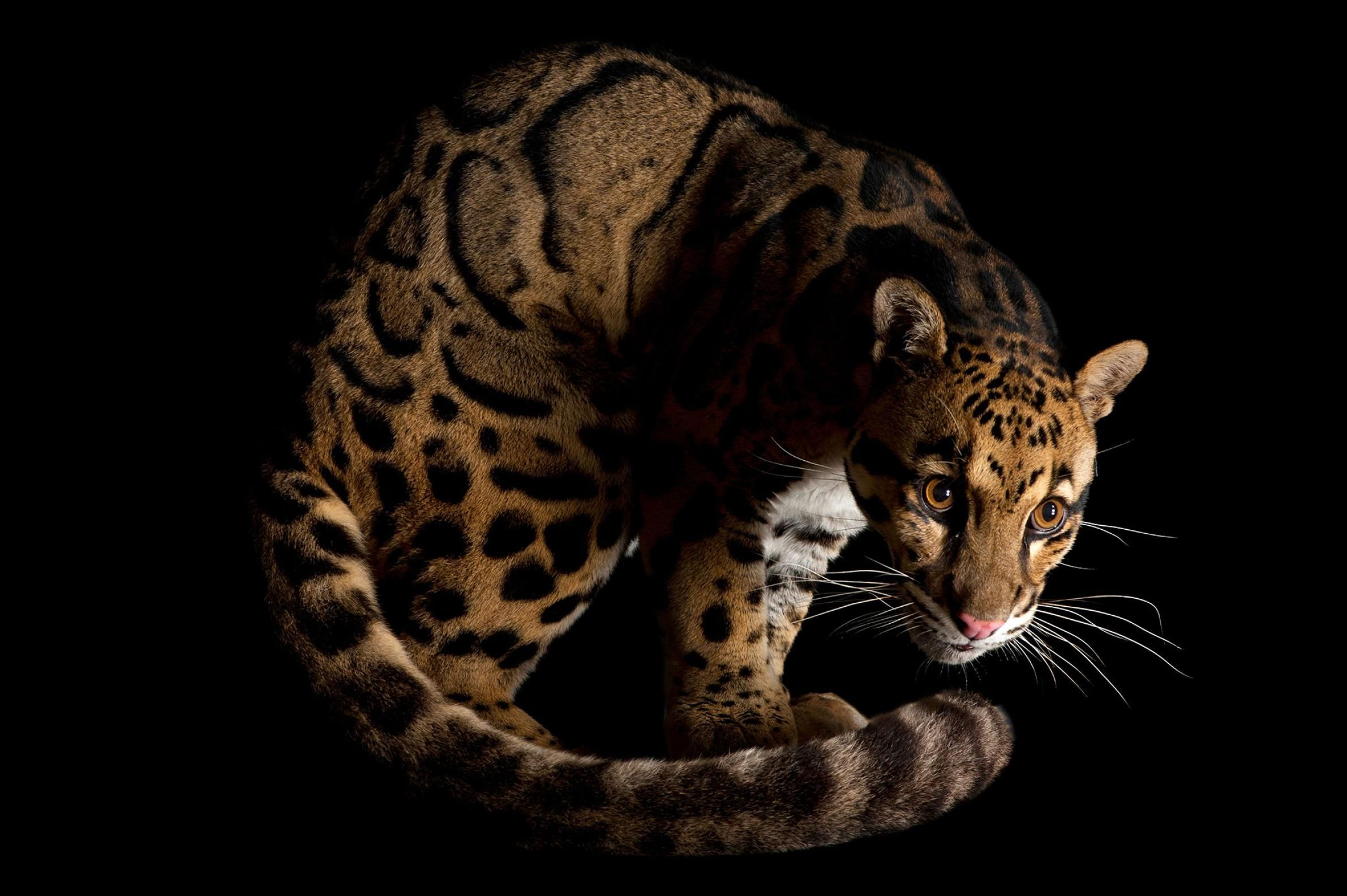 Wallpaper #uh25LJMBlOZrFDOkessc177 Smugglers Target 10000 Alive Picture of a Clouded Leopard Ngs