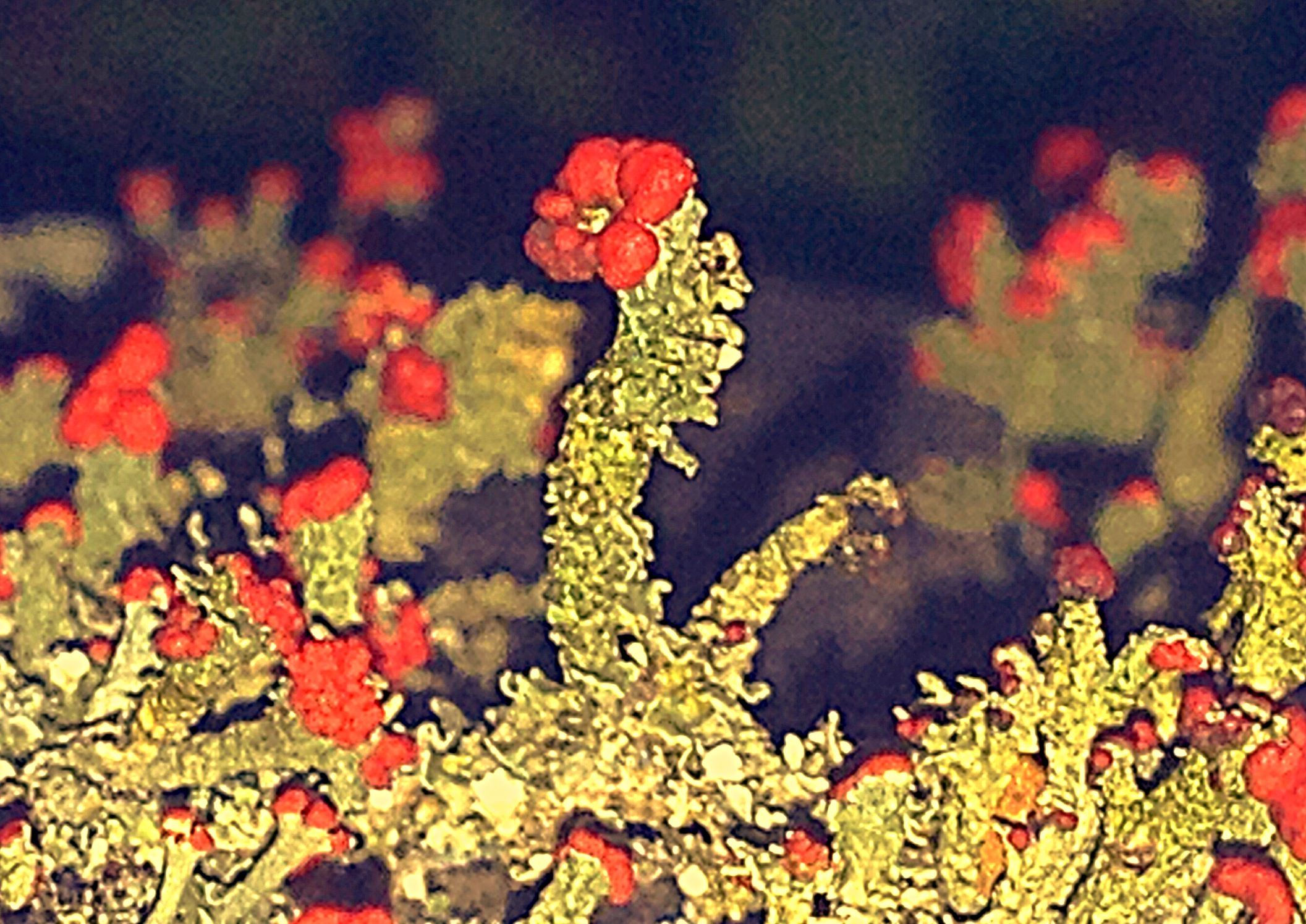 Wallpaper #ER0bLZMBlOZrFDOklM-g300 Moss Abstract Photos Moss Normal Objects Crazy Painting Art Art