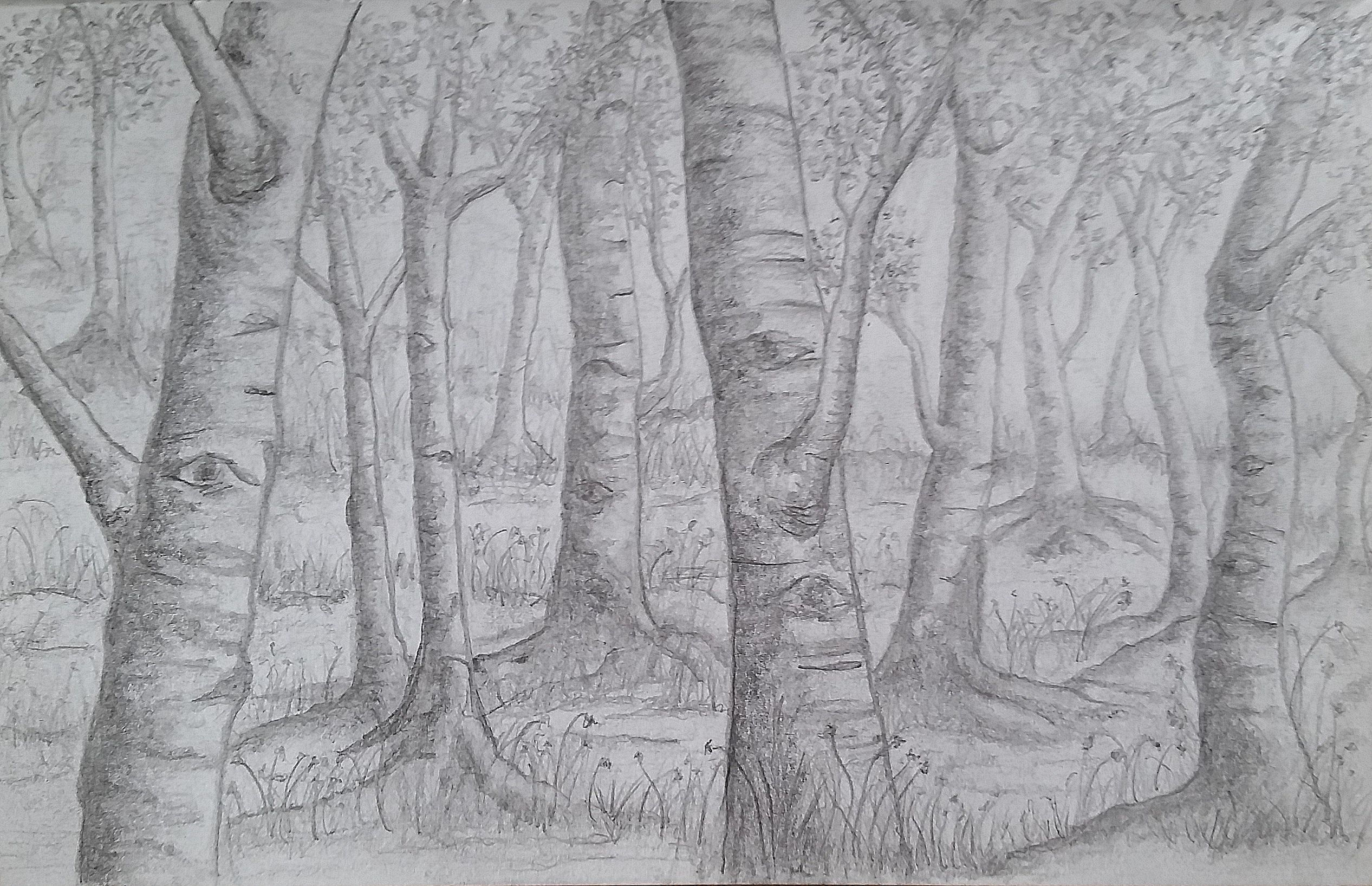 Wallpaper #BWgvFZMBSpphPi3-Zwec146 Pencil Sketch Drawing Trees Birches Aspen Forest Tree Drawing