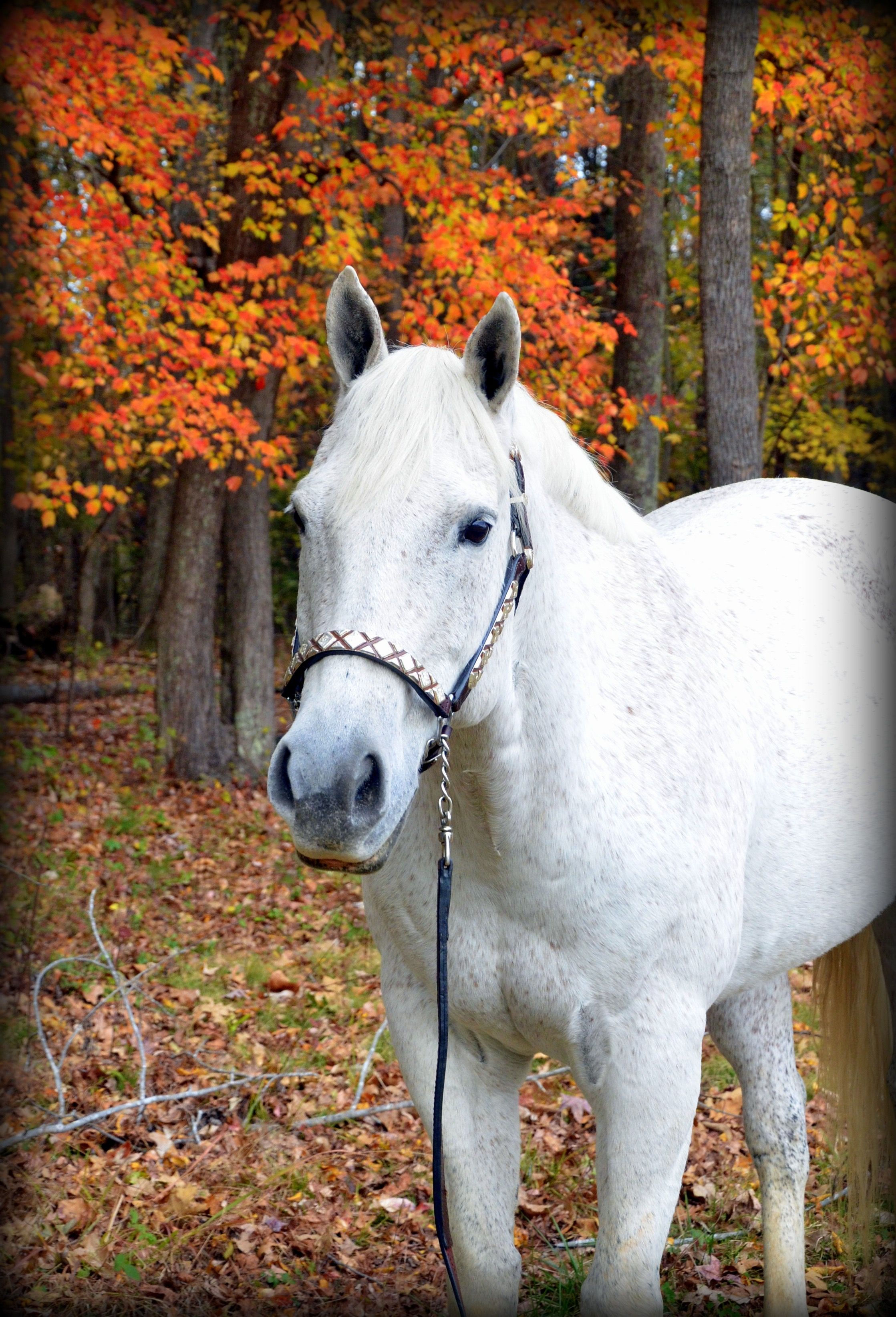 Wallpaper #ovBcgJcBi4JM6agGYCEx74 Grey Quarter Horse