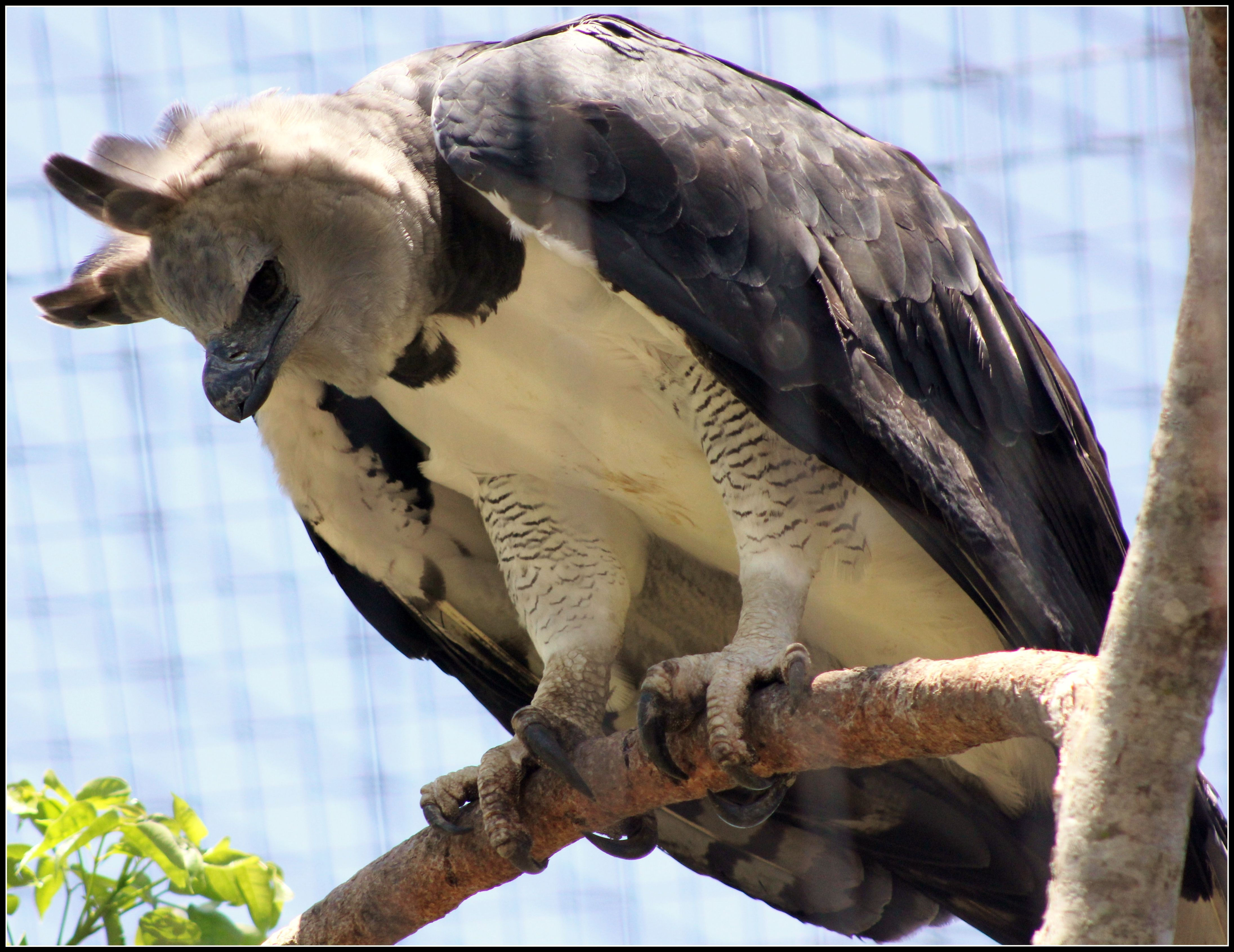Wallpaper #sXf8J5MB-pgBXx60hKh2250 Thumbnail for Version as of 2049 20 March 2013 Harpy Eagle Bald