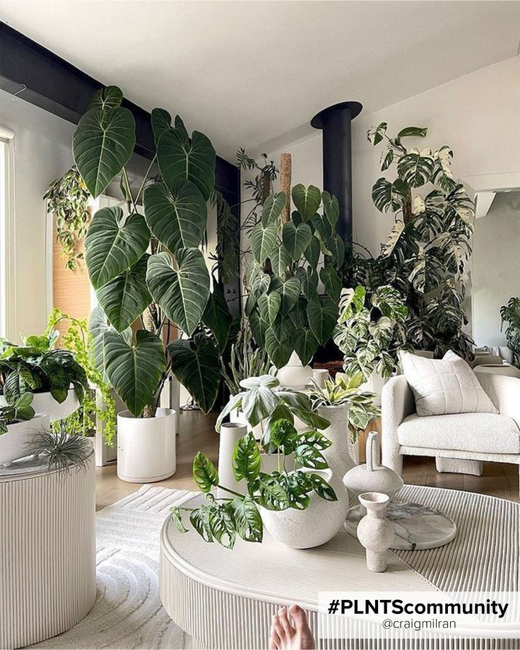 Wallpaper #b5610 30 Pretty House Plants Ideas for Living Room Decoration Living Room