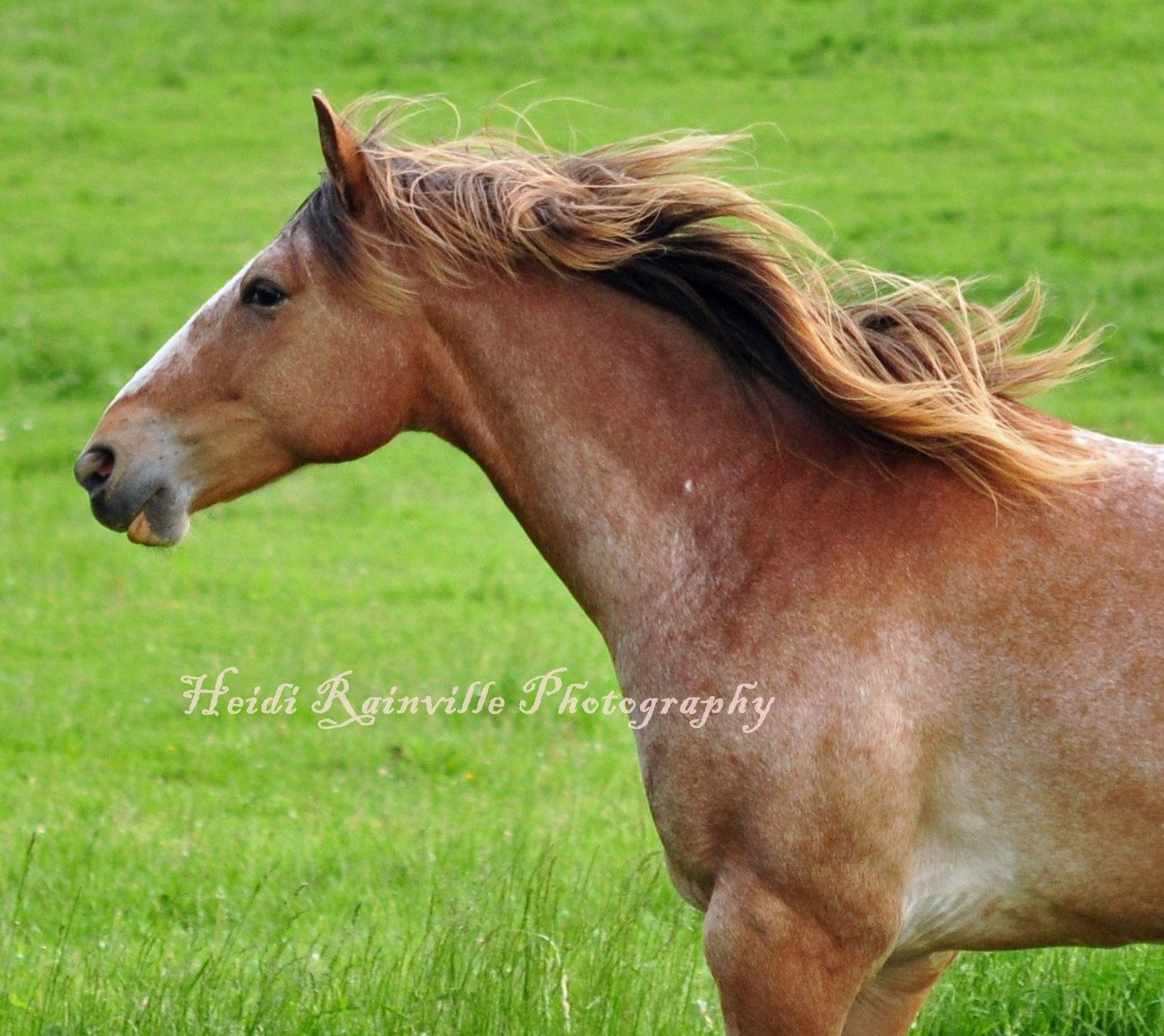Wallpaper #Lhk9BY8BtGB6xQ78J1Hg19 Red Roan Mustang