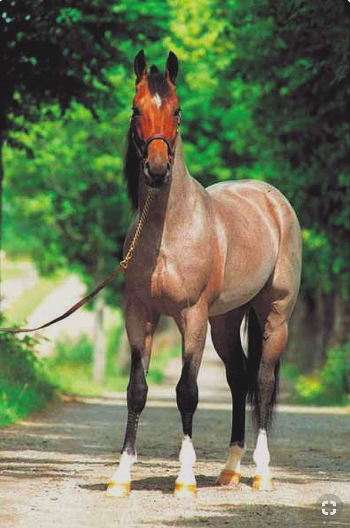 Wallpaper #Lhk9BY8BtGB6xQ78J1Hg49 Bay Red Roan Thoroughbred Horse Horses Standardbred Horse Horse Breeds