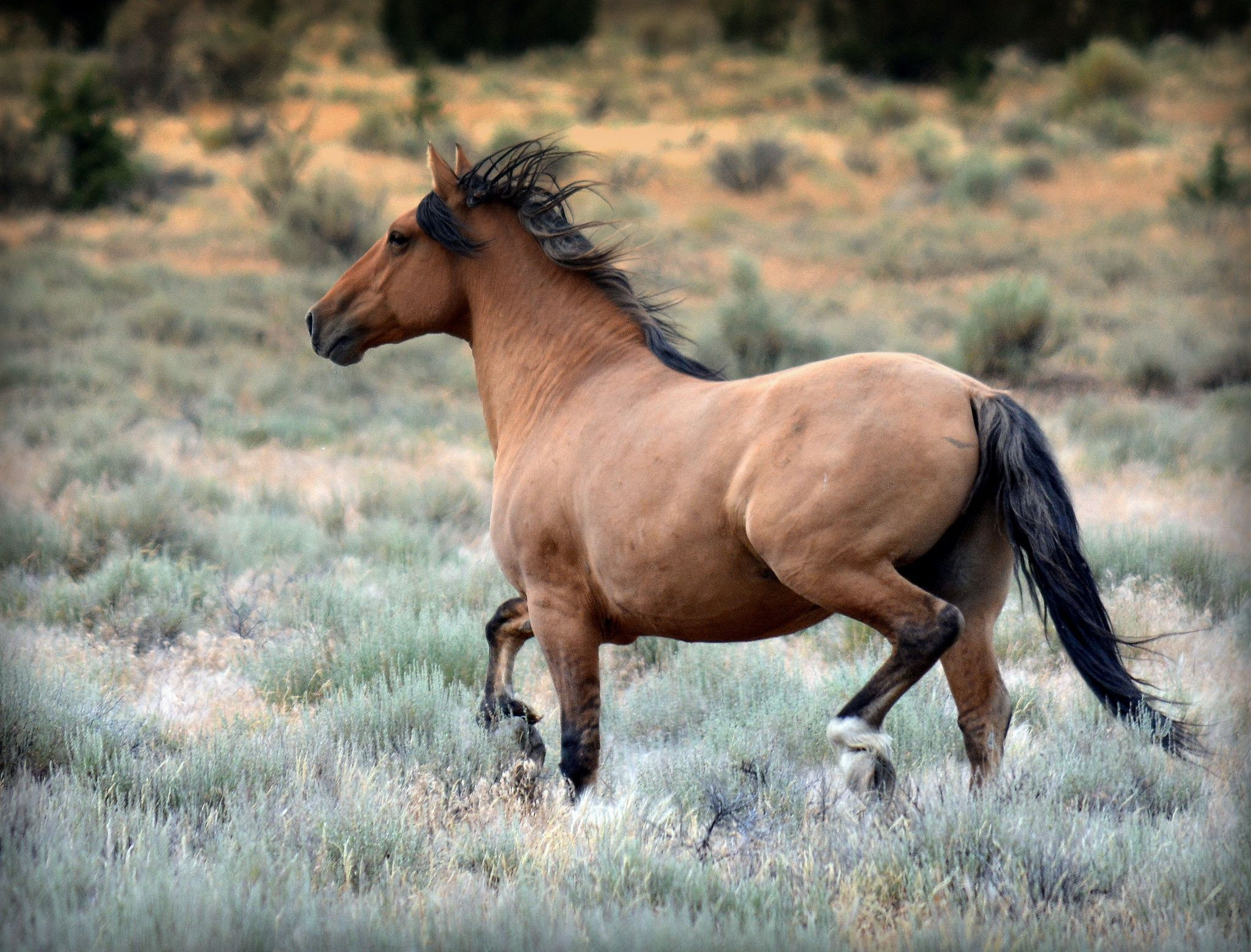 Wallpaper #fEW2j44B7YBJg1BV7p3043 Kiger Mustang Stallion Wild Horses Photography Mustang Horse Kiger