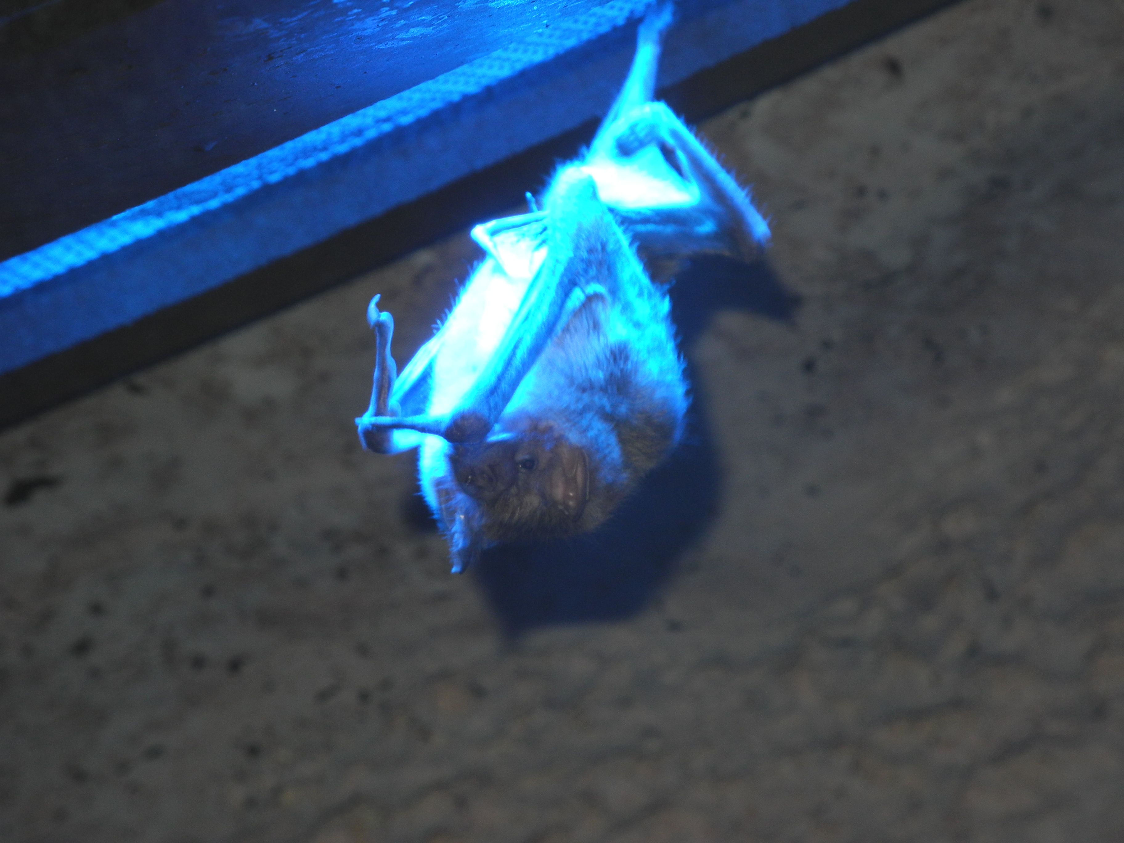 Wallpaper #r3KDMpMBX2lk1u3ogFrF75 Vampire Bat Hanging Under a Blue Light Photo Taken by My Dad at Moody